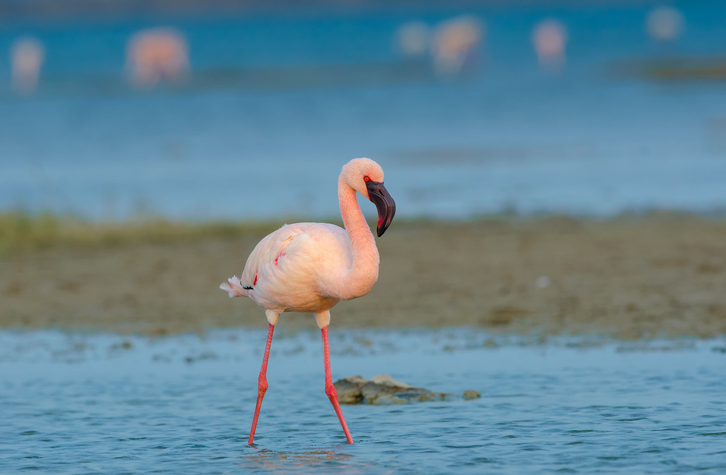 Nikon D7000 + Nikon AF-S Nikkor 500mm F4G ED VR sample photo. Lesser flamingo photography