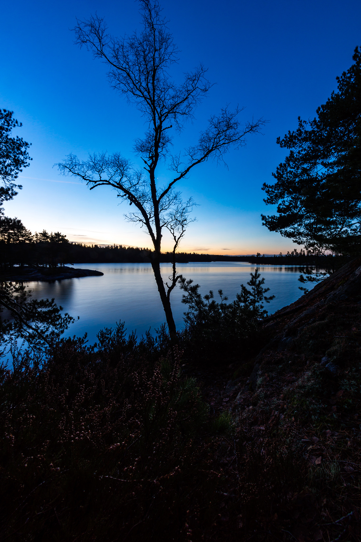 Sony SLT-A77 sample photo. Twilight tree photography