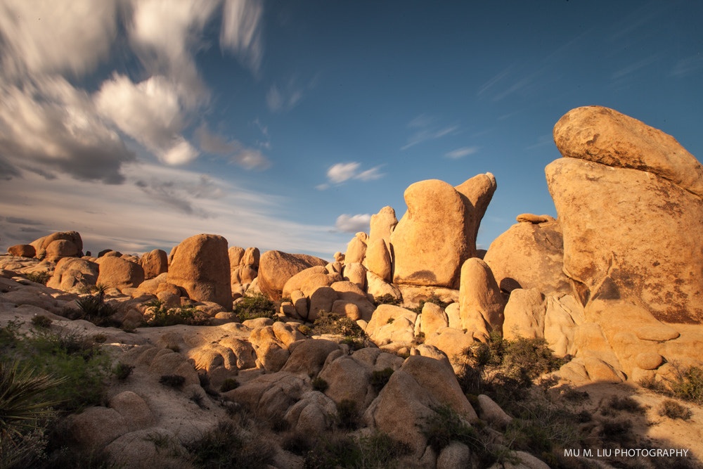 Canon EF 20-35mm f/2.8L sample photo. Joshua tree national park photography