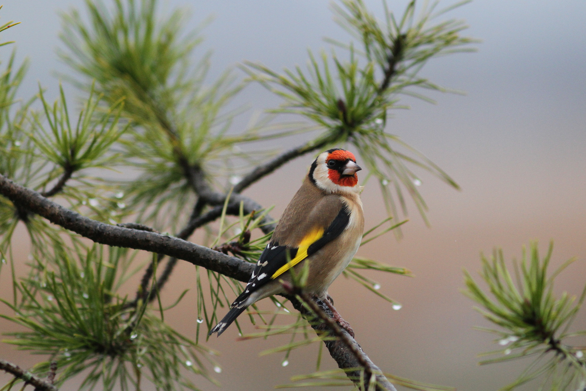 Canon EF 300mm F4L IS USM sample photo. Gold finch in rain photography