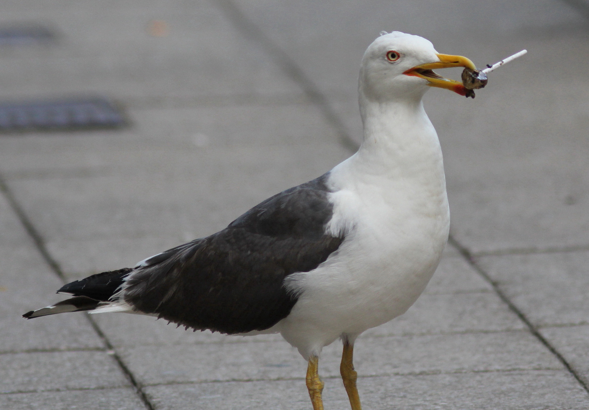 Canon EF 300mm F4L IS USM sample photo. Gull with lollipop photography
