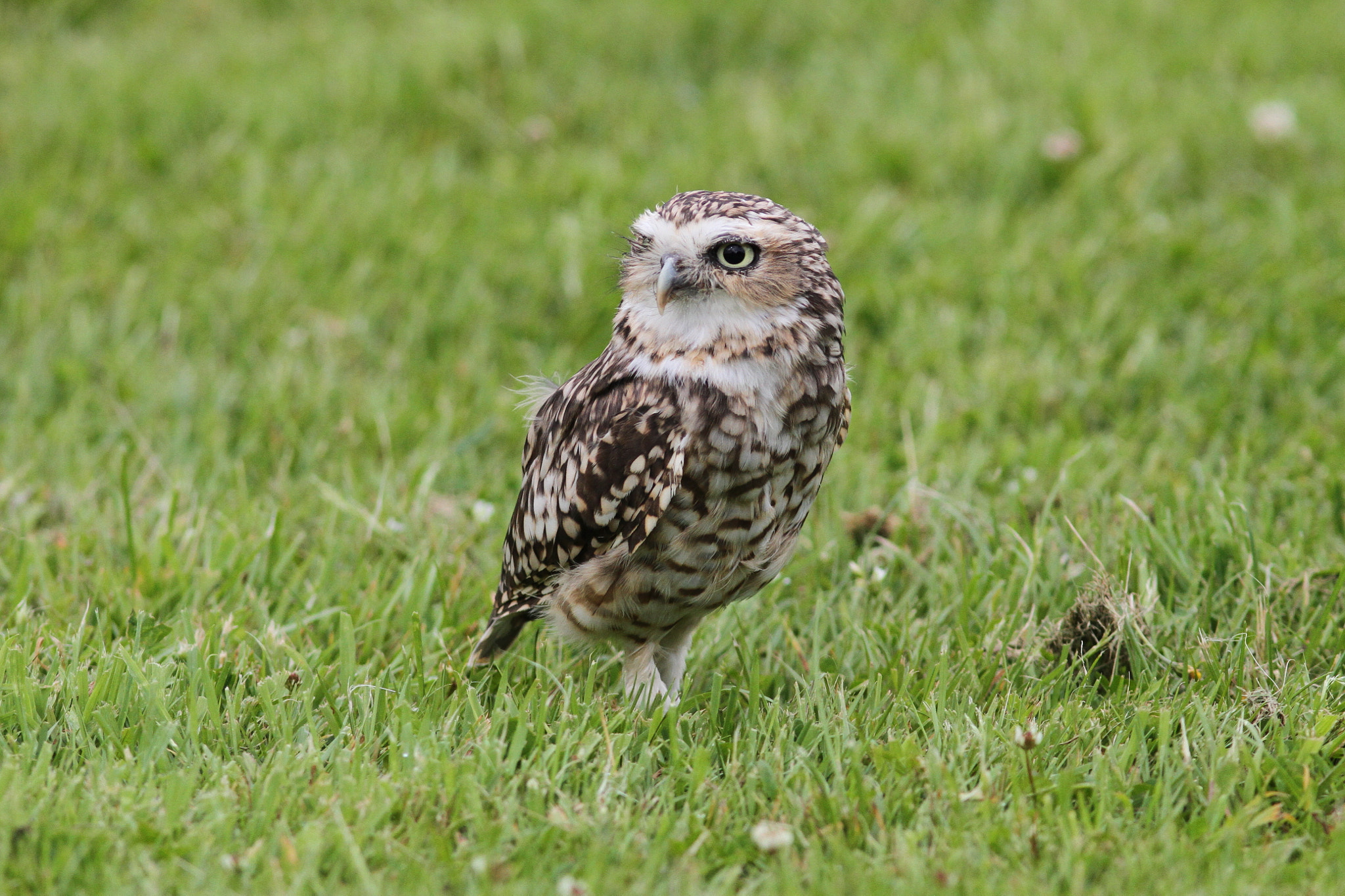 Canon EF 300mm F4L IS USM sample photo. Burrowing owl 1 photography