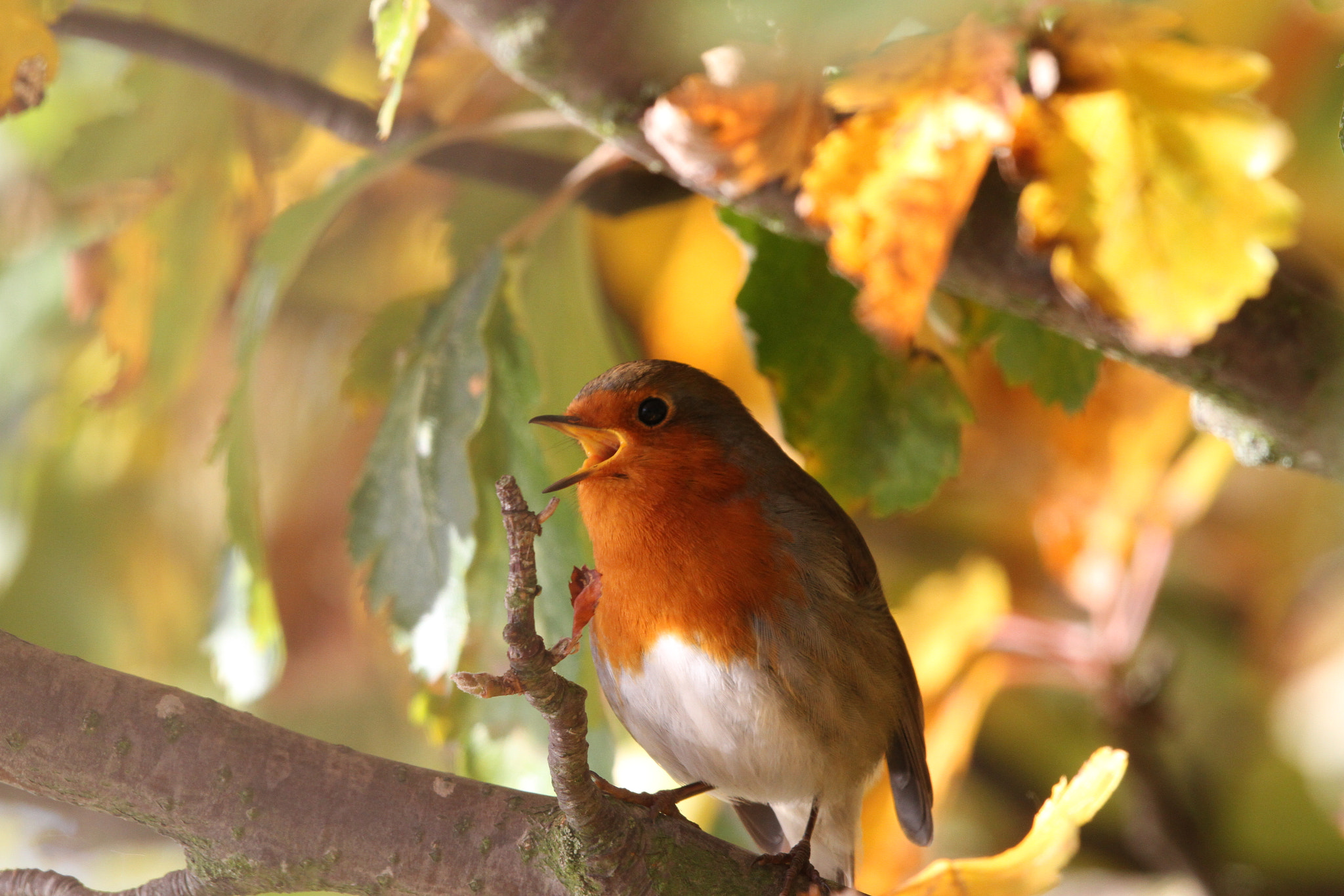 Canon EOS 7D + Canon EF 500mm F4L IS II USM sample photo. Autumn robin photography