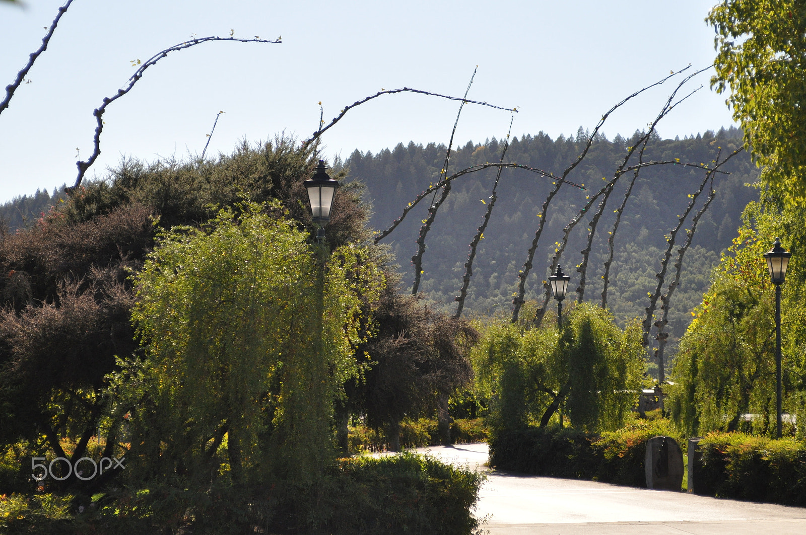 AF Zoom-Nikkor 28-85mm f/3.5-4.5 sample photo. Napa valley vineyard photography