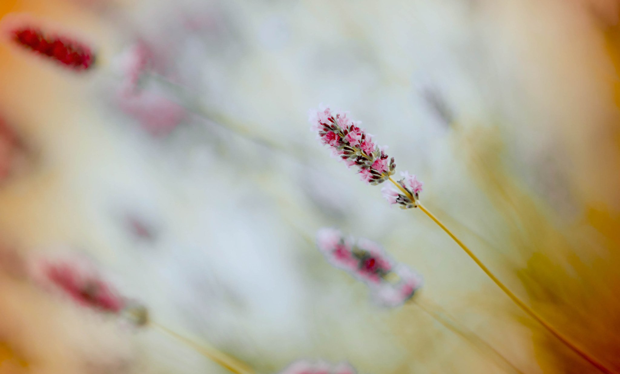 AF DC-Nikkor 135mm f/2D sample photo. Armonia es su interior photography