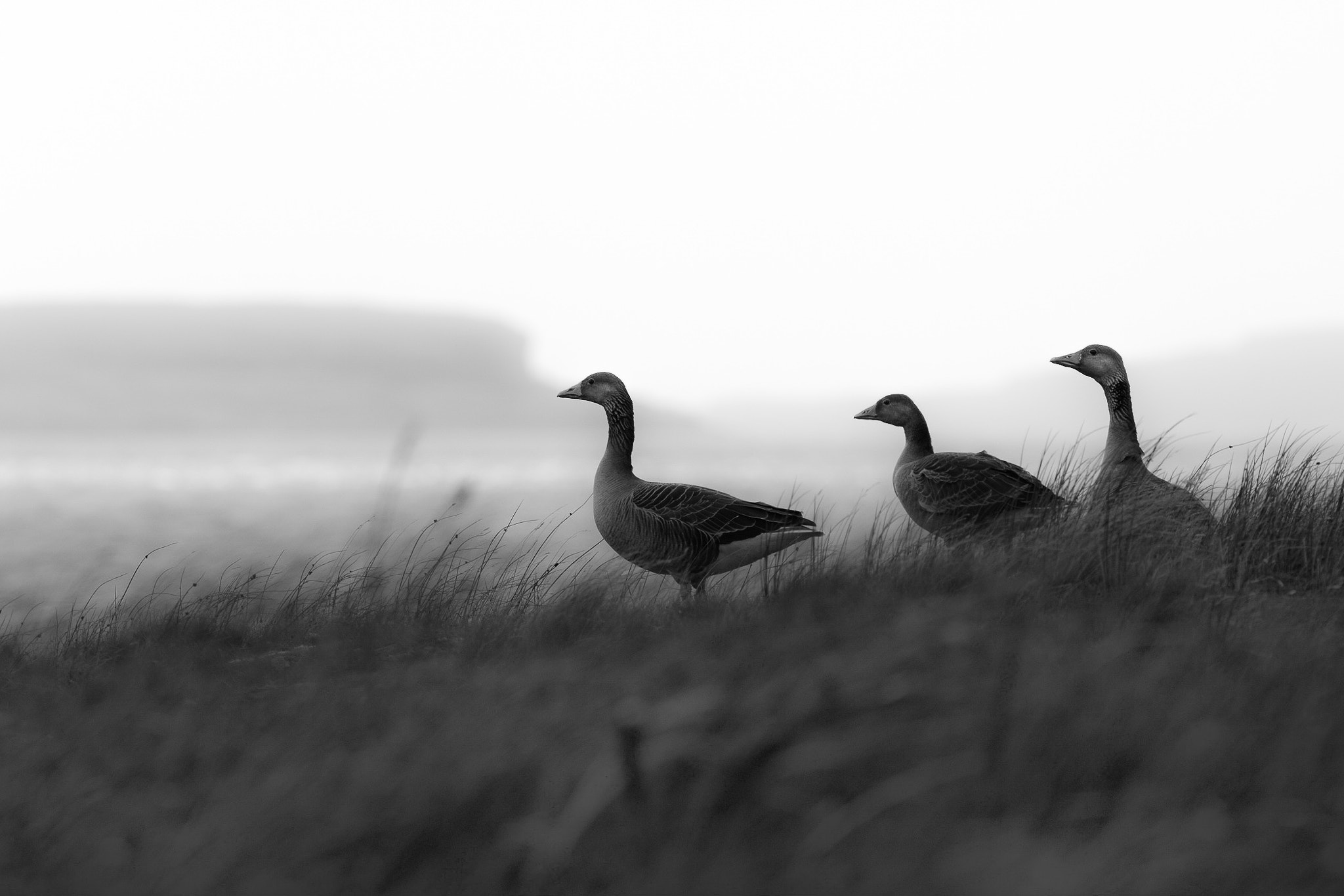 Canon EF 300mm F4L IS USM sample photo. Greylag geese photography
