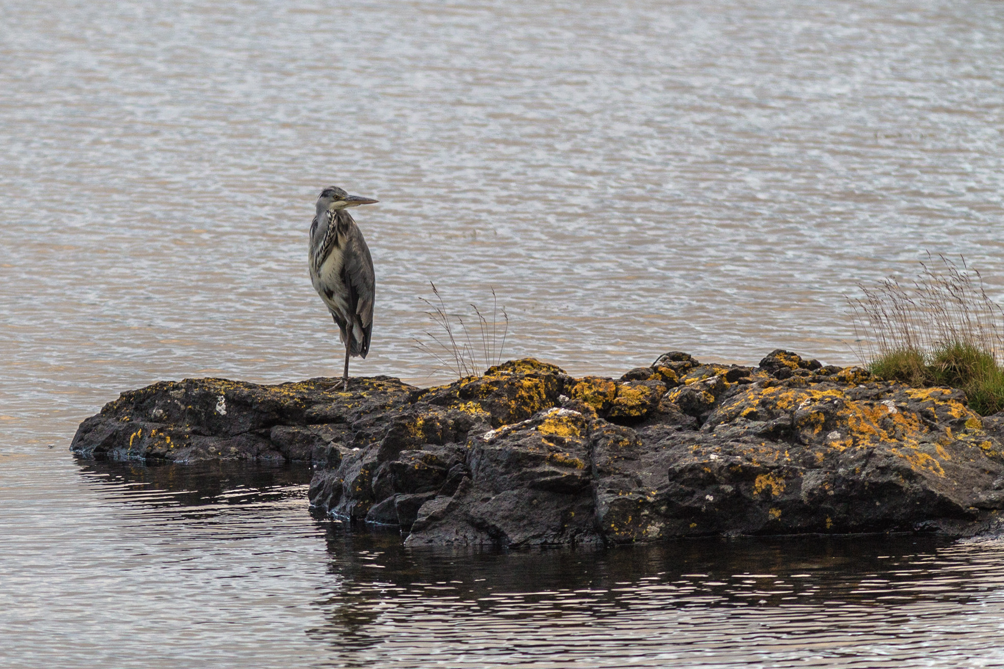 Canon EF 300mm F4L IS USM sample photo. Distracted photography