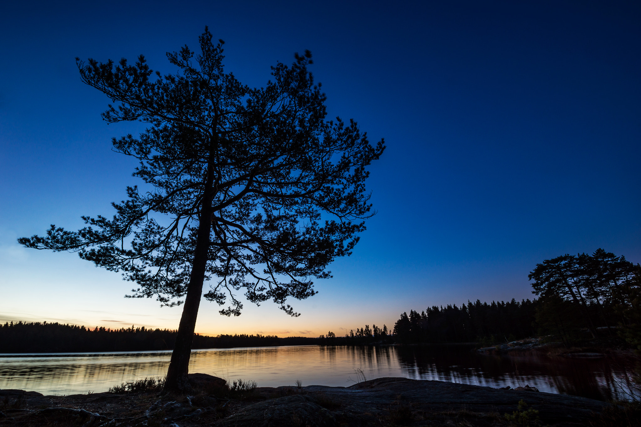 Sony SLT-A77 sample photo. Lonely tree photography