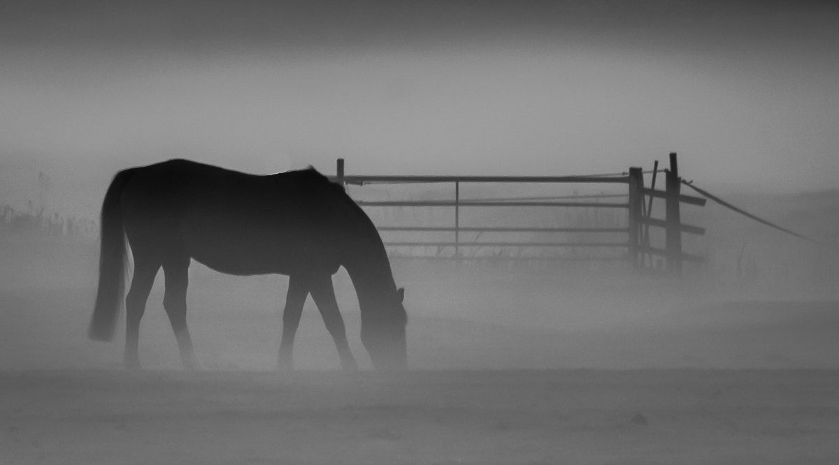Canon EF-S 55-250mm F4-5.6 IS STM sample photo. Mare in the mist photography