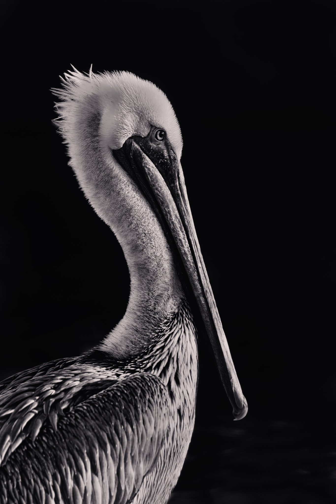 Canon EOS 5DS sample photo. Pelican photography