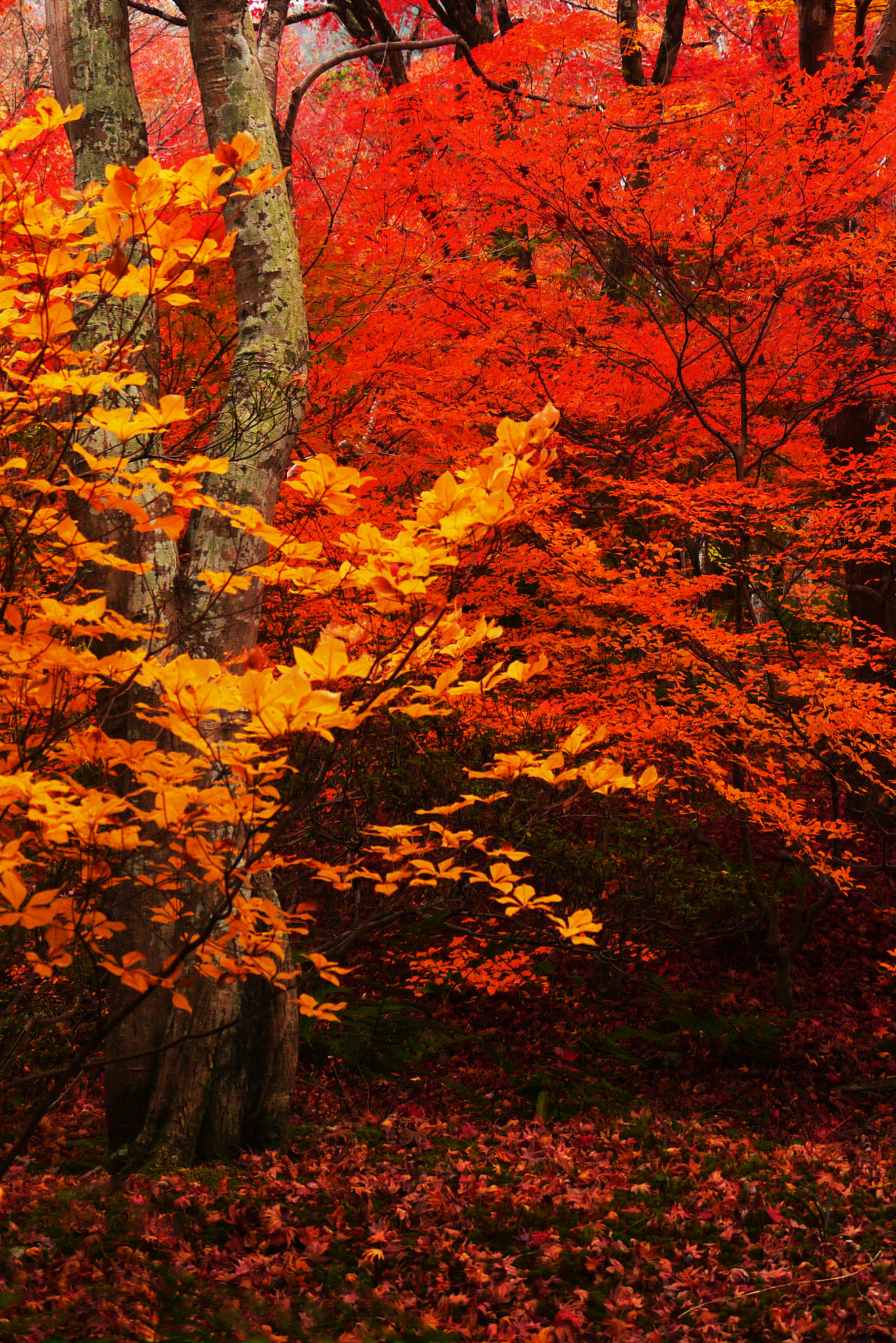 Panasonic Lumix DMC-GX1 sample photo. Autumn colors photography