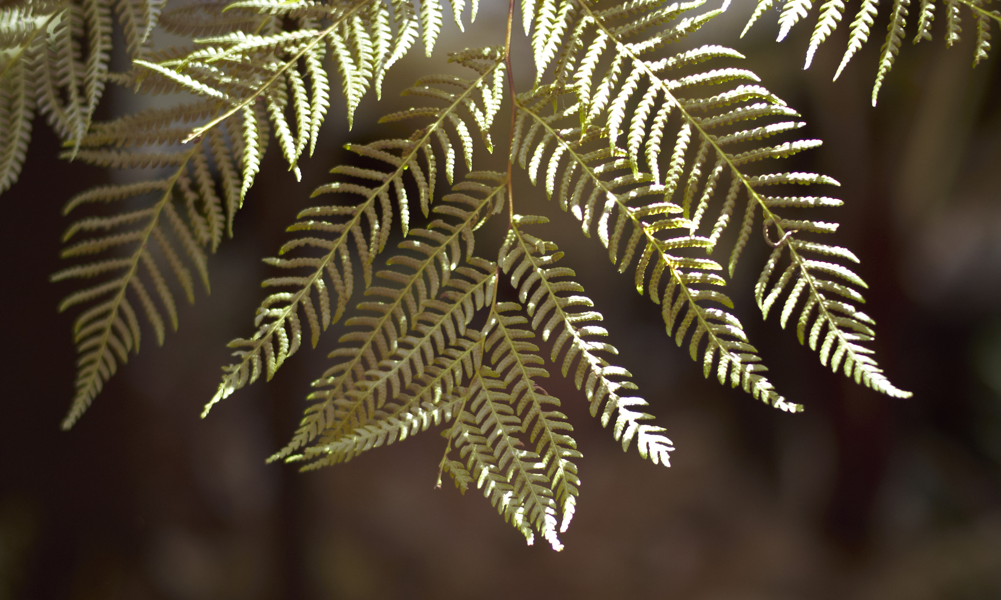 Leica M8 sample photo. Fern photography