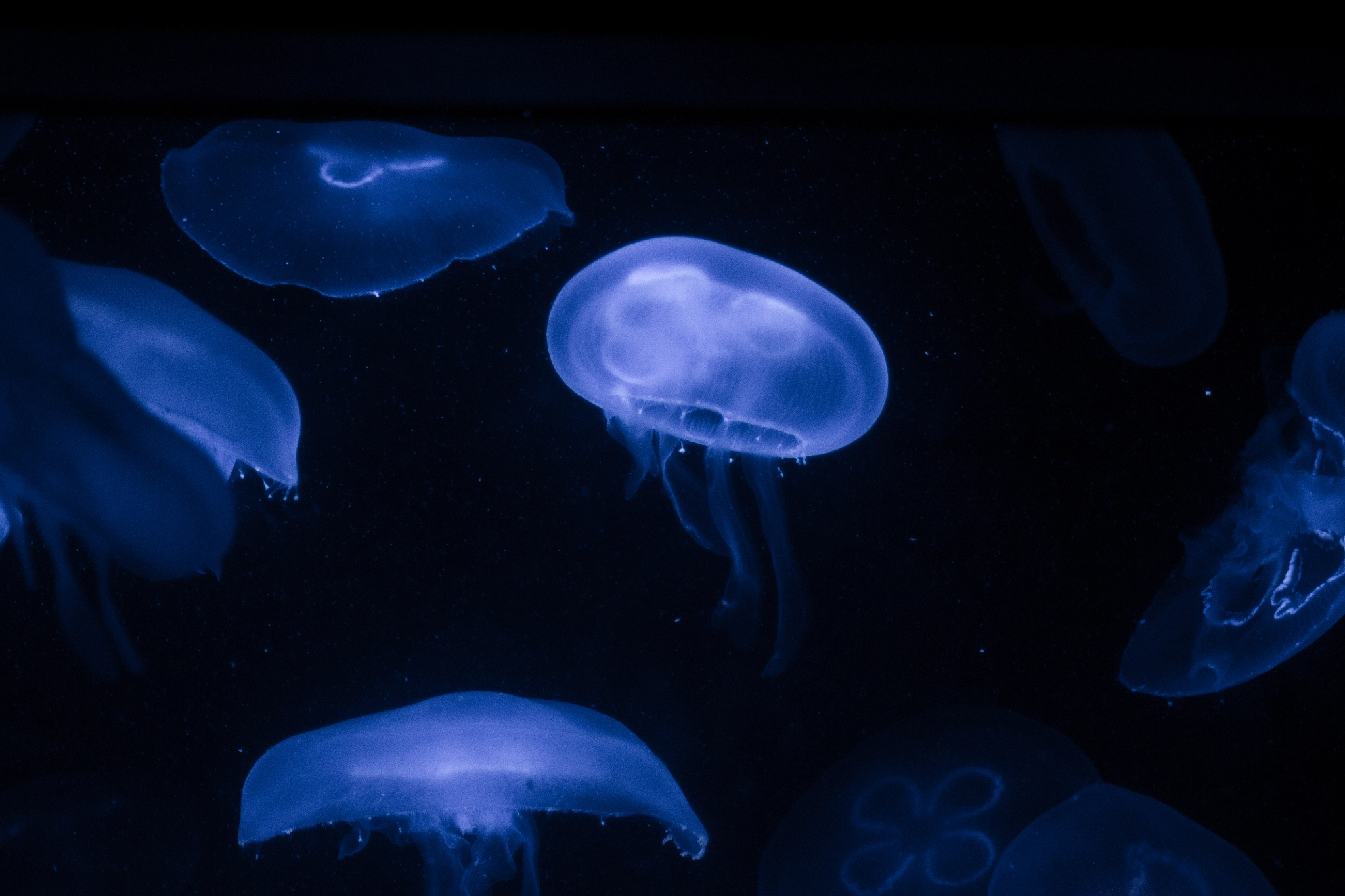 Sony Alpha DSLR-A500 sample photo. Jellyfish photography