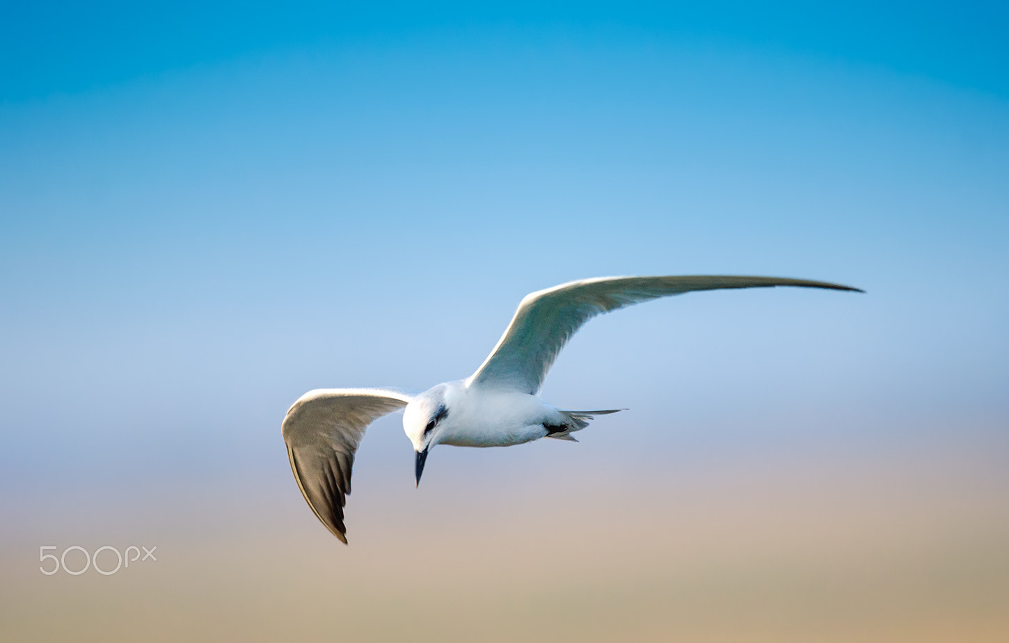 Nikon D7000 + Nikon AF-S Nikkor 500mm F4G ED VR sample photo. Whiskered tern photography