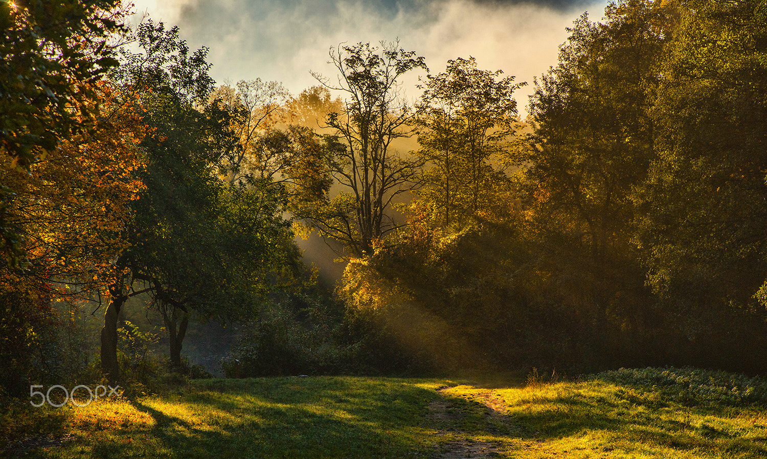 Sony Alpha DSLR-A900 + Tamron SP 24-70mm F2.8 Di VC USD sample photo. Autumn in the forest photography