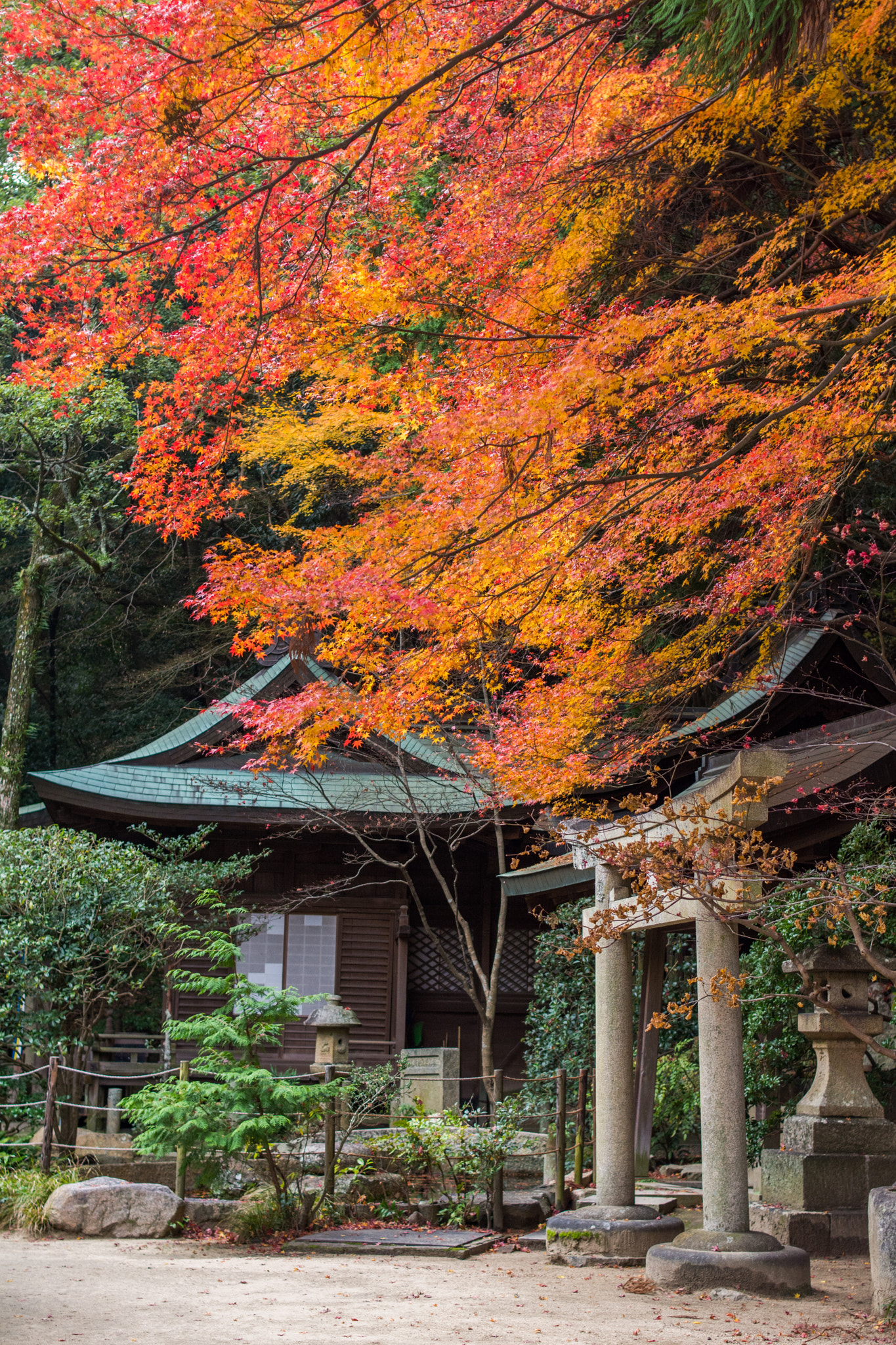 Nikon D7100 + Nikon AF Nikkor 35mm F2D sample photo. Momiji in kobe nunobiki photography