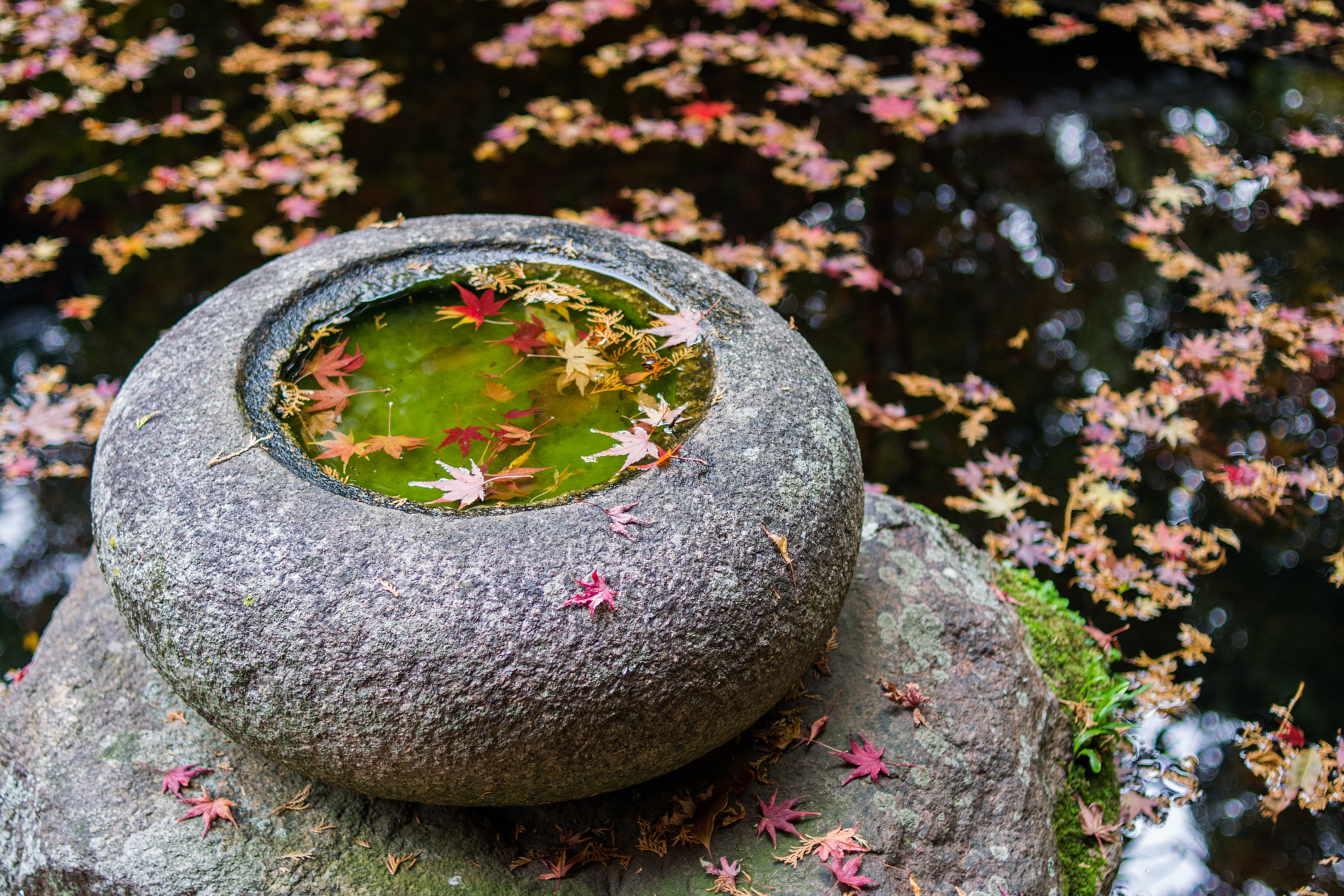 Nikon D7100 + Nikon AF Nikkor 35mm F2D sample photo. Green eye photography