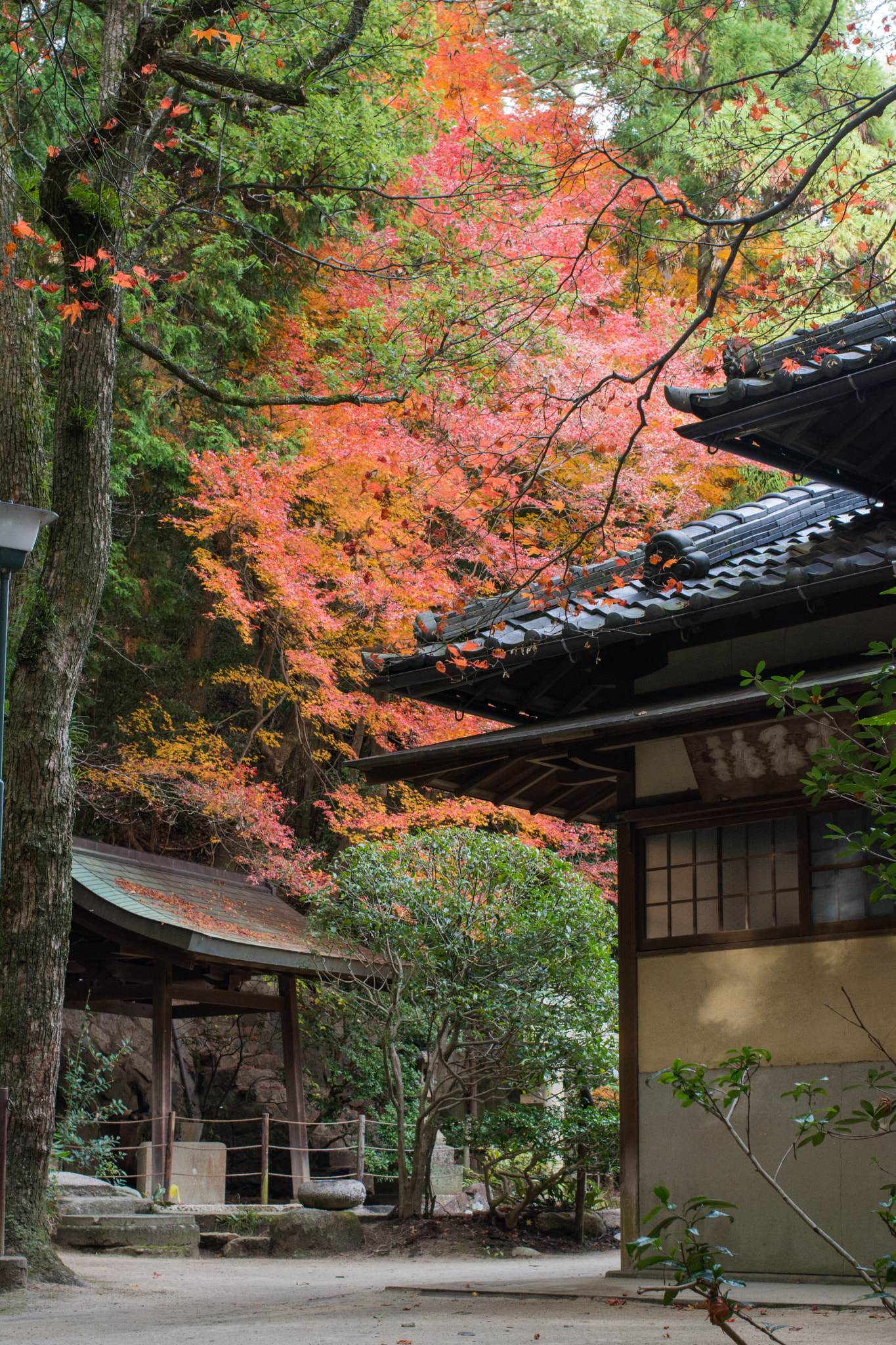 Nikon D7100 + Nikon AF Nikkor 35mm F2D sample photo. Momiji in kobe nunobiki photography