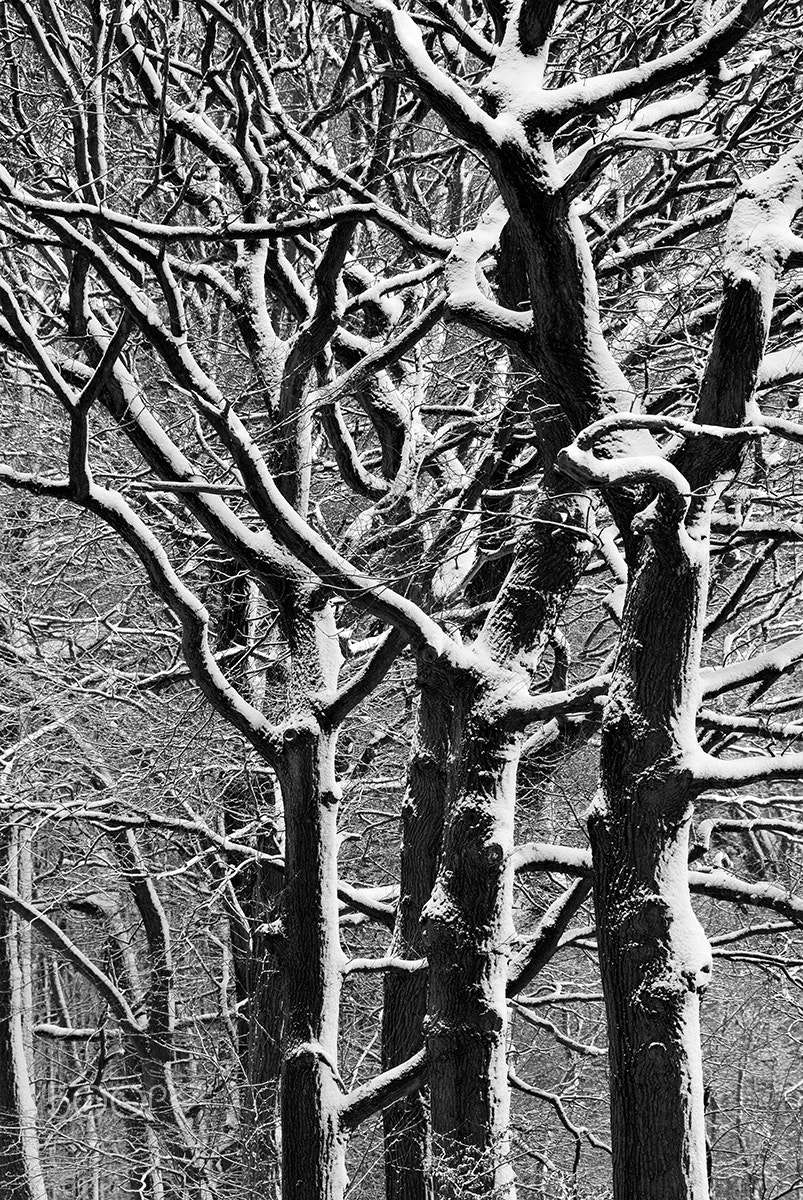 Sigma 150-500mm F5-6.3 DG OS HSM sample photo. Winterwald photography