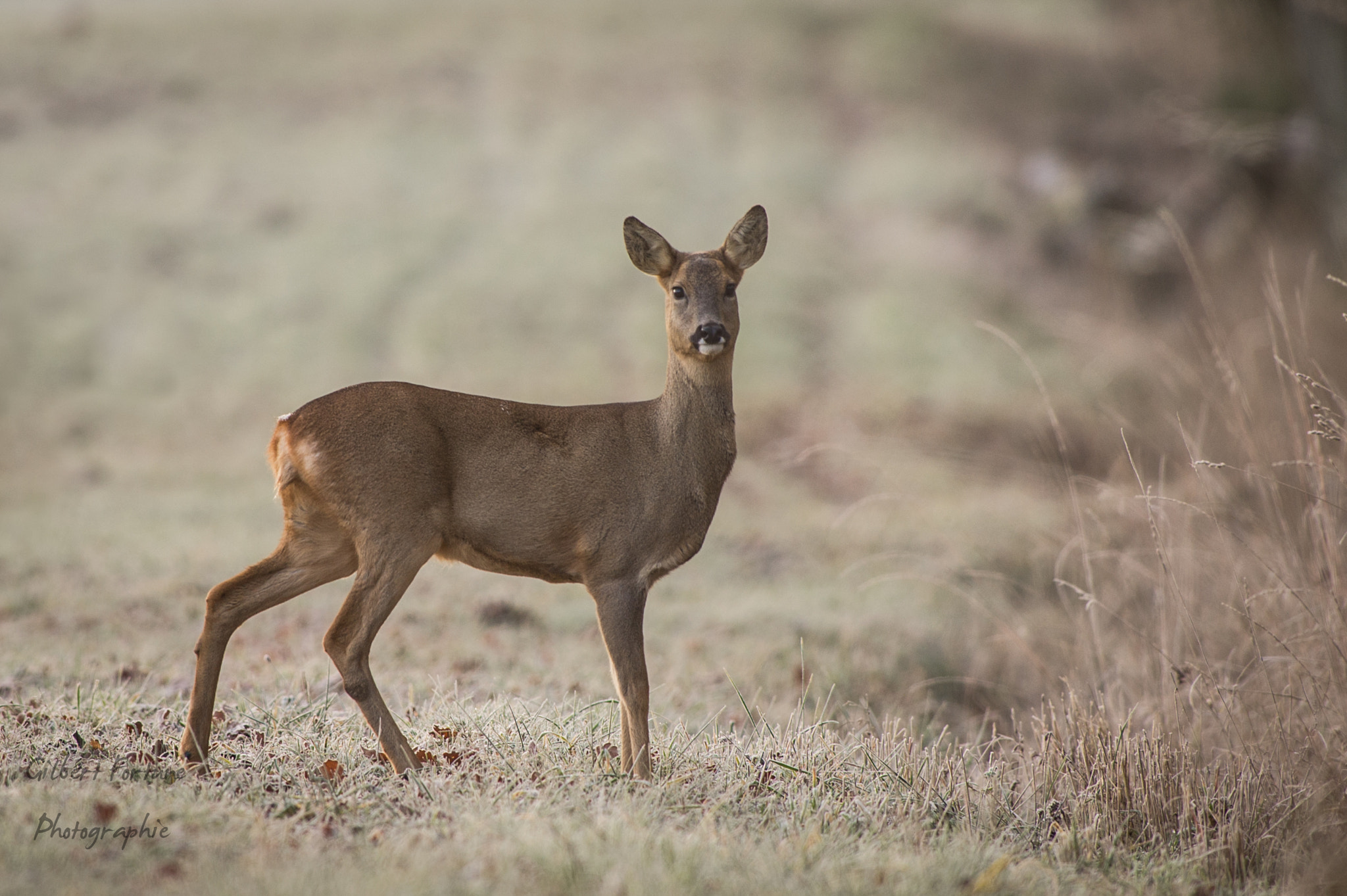Nikon AF-S Nikkor 300mm F2.8G ED VR II sample photo. Chevreuil photography