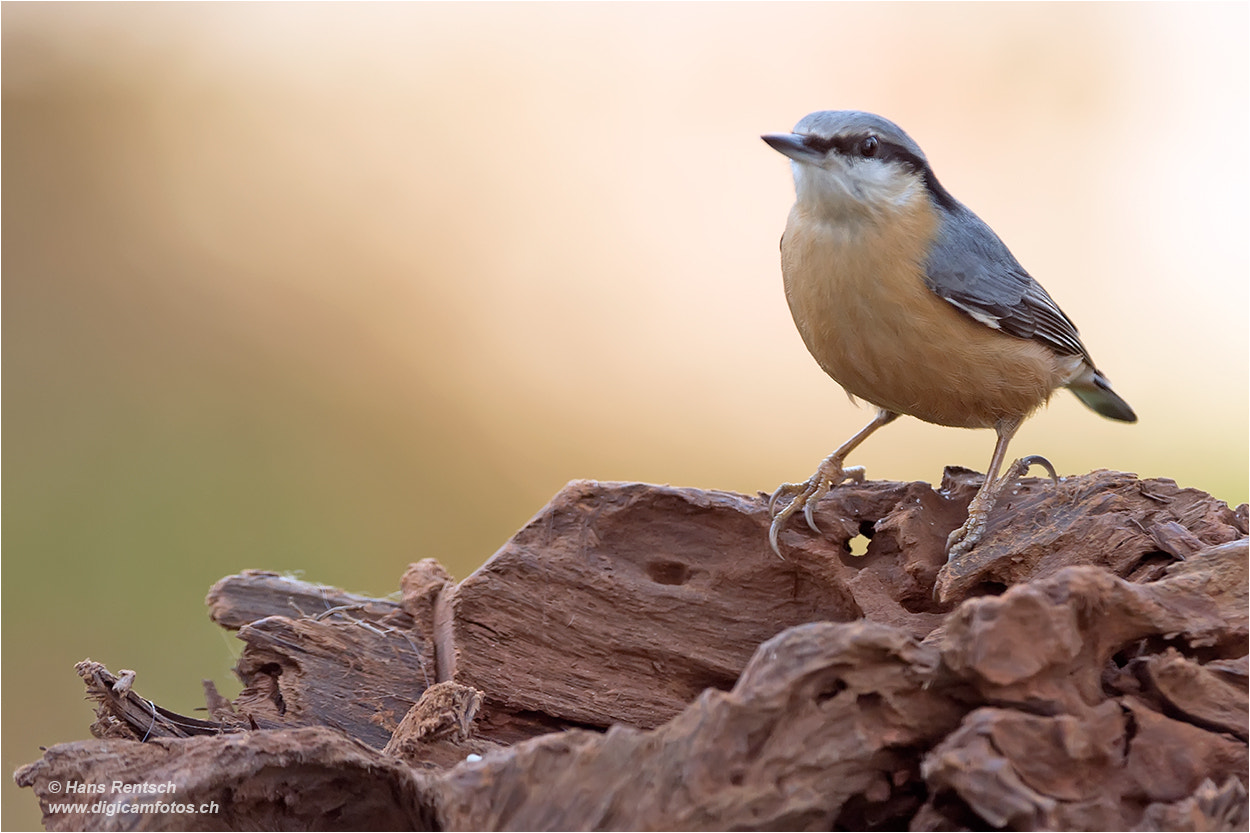 Nikon D4 sample photo. Eurasian nuthatch / sitta europaea photography