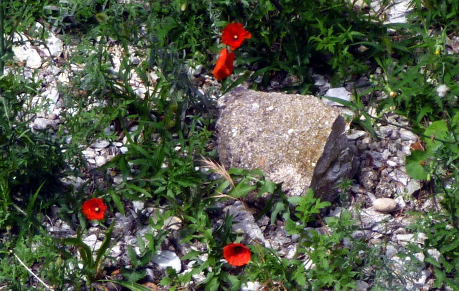 Panasonic DMC-FT1 sample photo. Coquelicots perdus photography