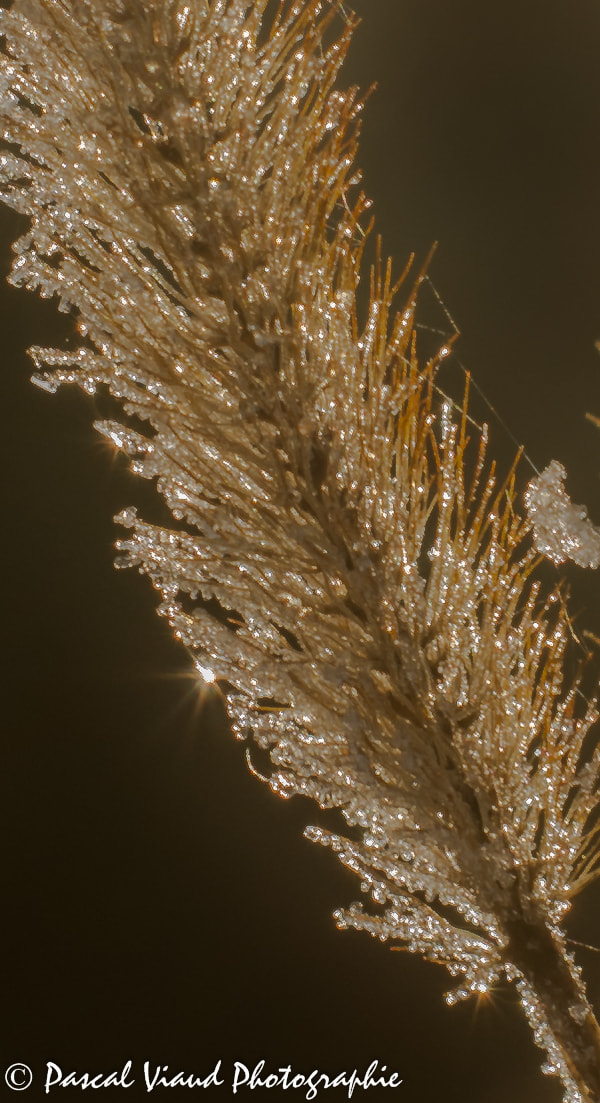 Sony Alpha DSLR-A290 + Sony DT 50mm F1.8 SAM sample photo. Nature givrée photography