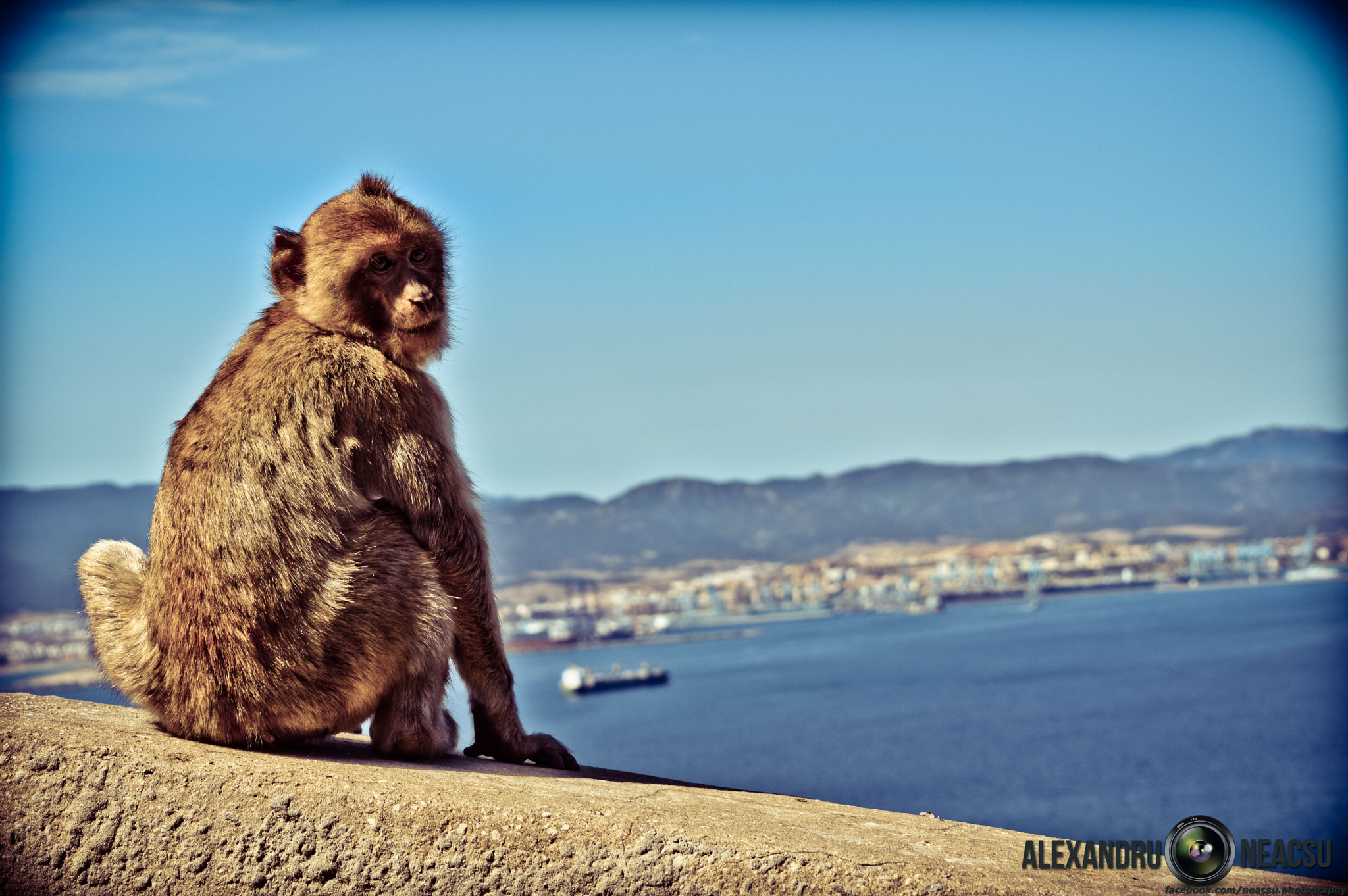 AF-S Zoom-Nikkor 80-200mm f/2.8D IF-ED sample photo. Monkey photography