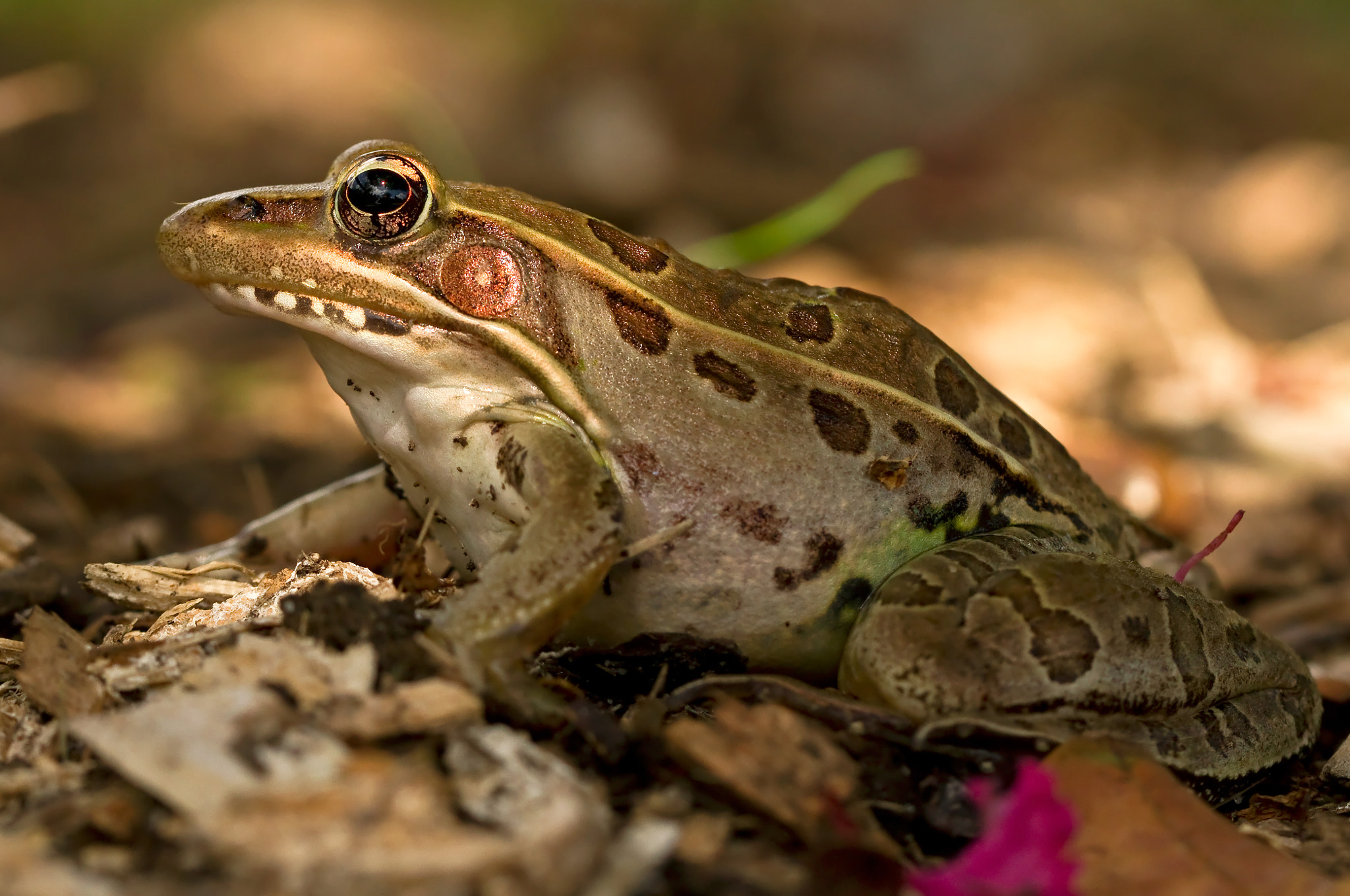 Leopard Frog Profile by Lorraine Hudgins / 500px