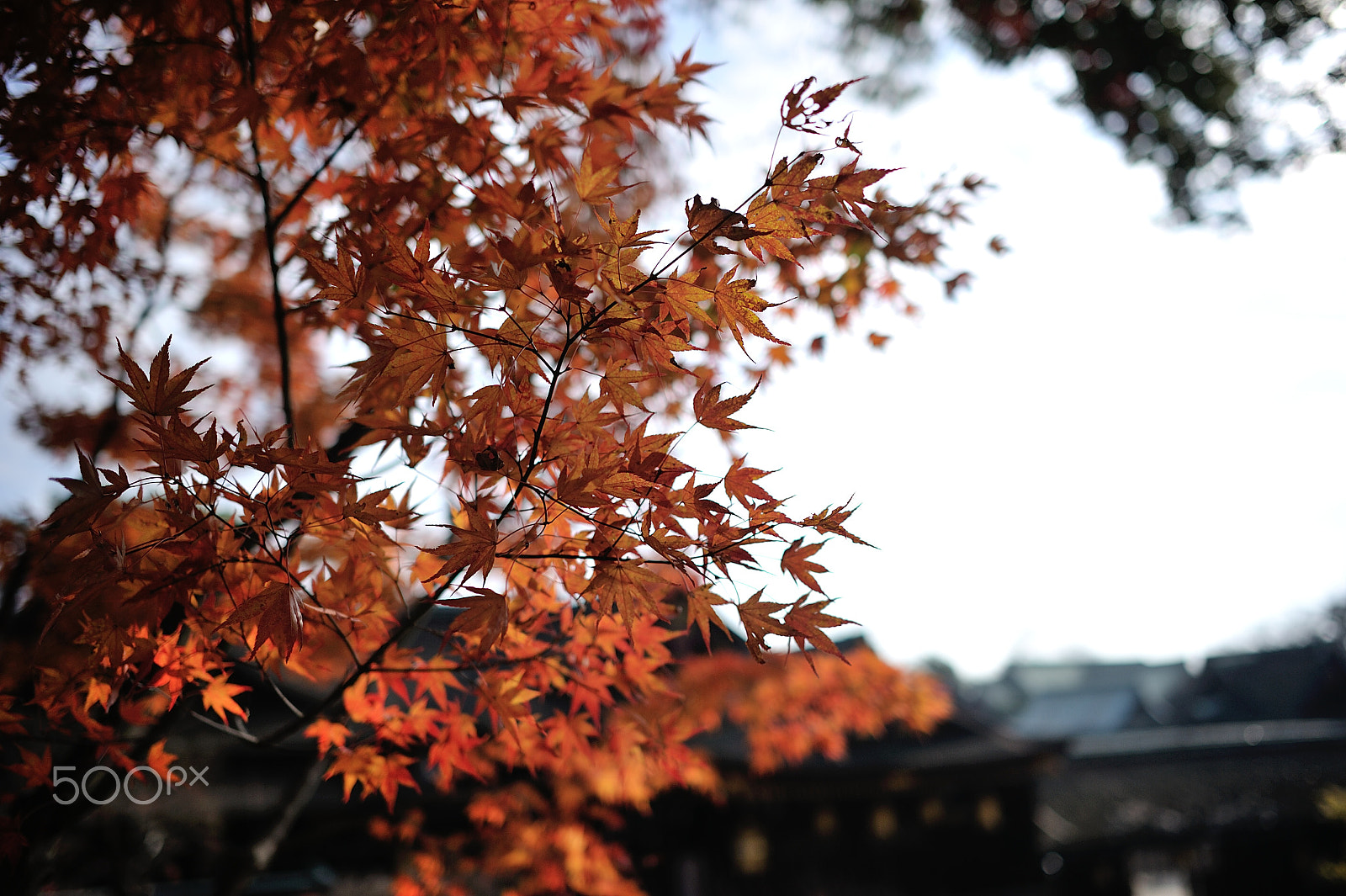 Nikon D3S + Nikon AF-S Nikkor 28mm F1.8G sample photo. D3s_7514.jpg photography