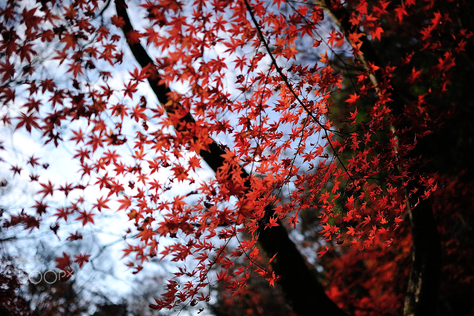 Nikon D3S + Nikon AF-S Nikkor 28mm F1.8G sample photo. D3s_7567.jpg photography