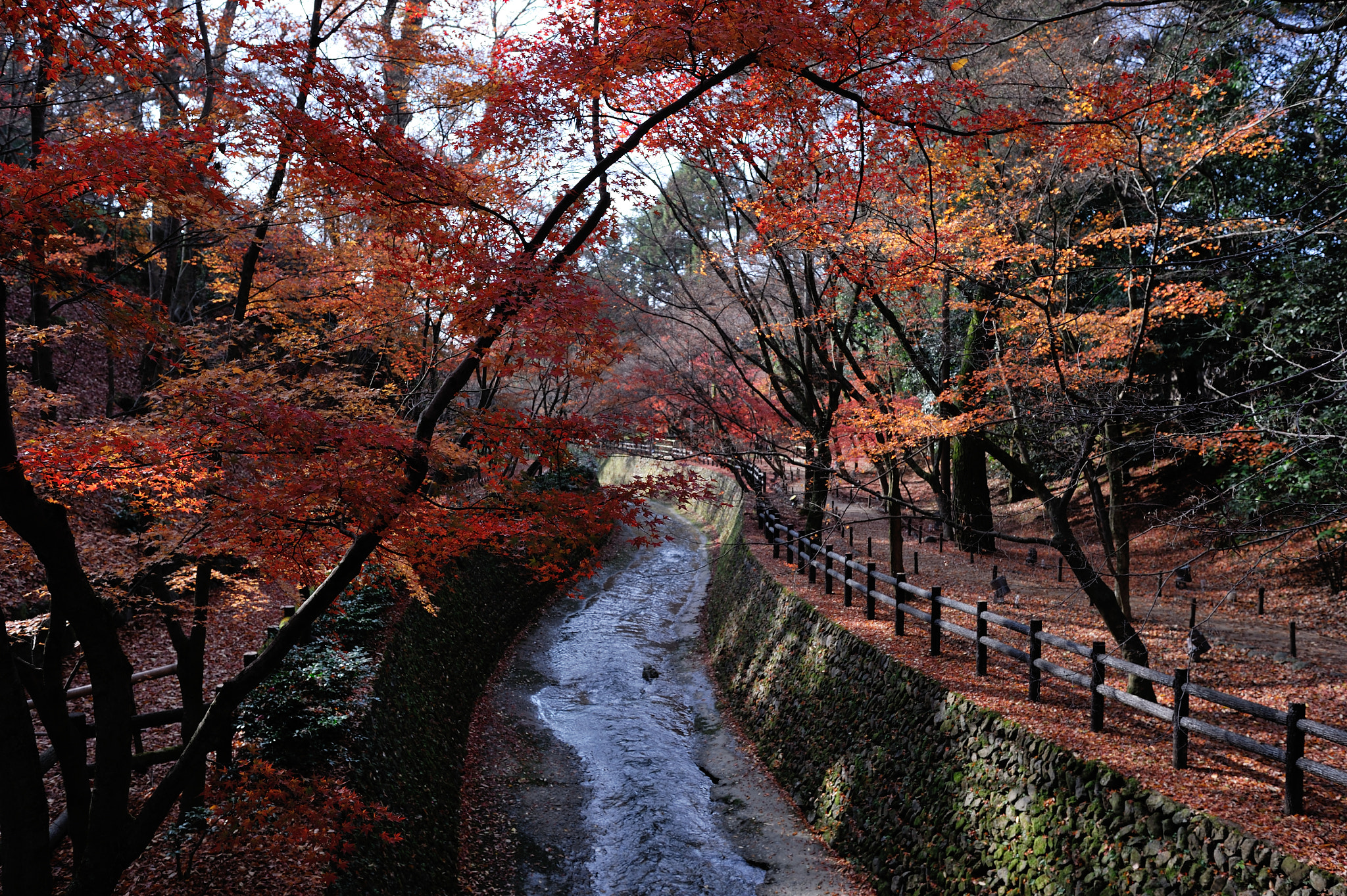 Nikon D3S + Nikon AF-S Nikkor 28mm F1.8G sample photo. Kitano odoi , d3s_7558 photography