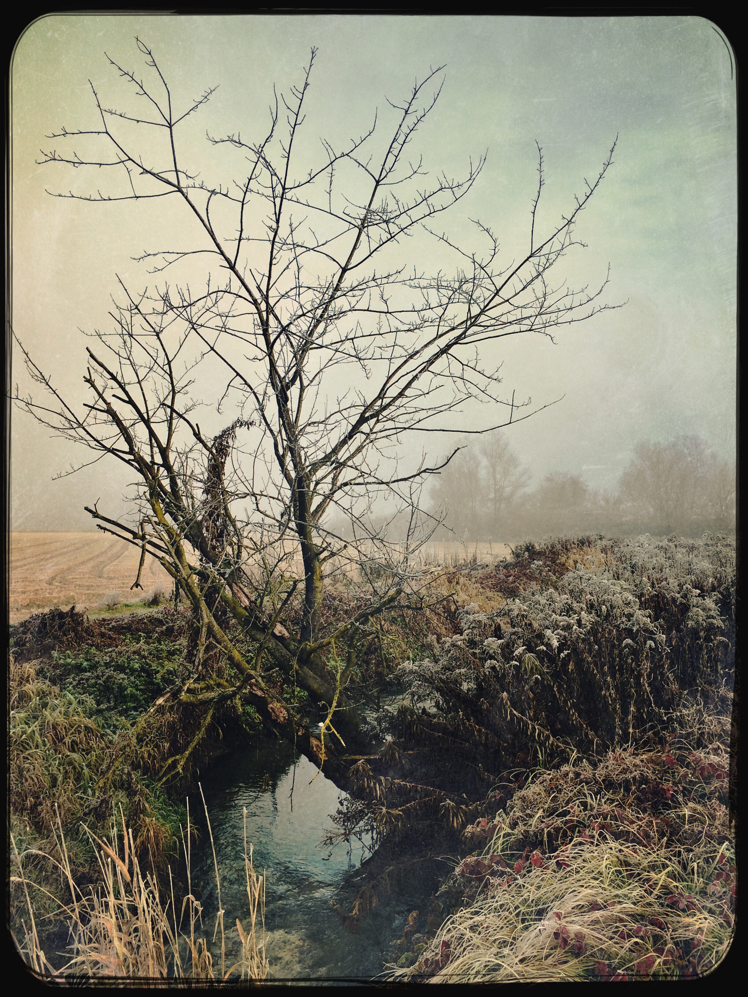 Hipstamatic 304 sample photo. Winter morning photography