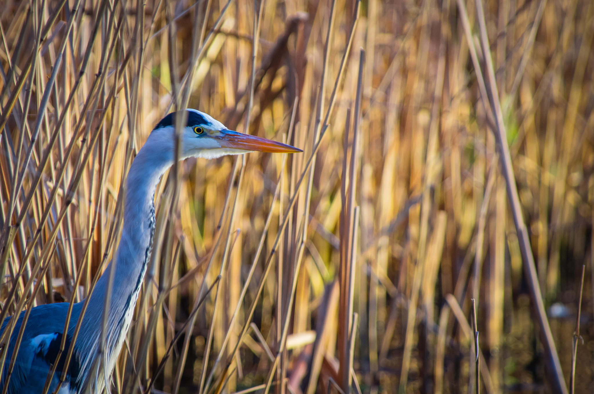 Pentax K-5 + Pentax smc DA* 300mm F4.0 ED (IF) SDM sample photo. Grey heron photography