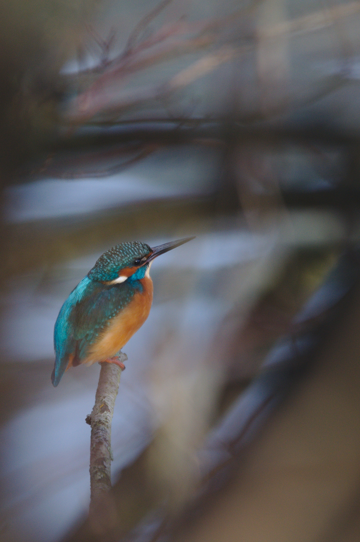 Sigma 120-400mm F4.5-5.6 DG OS HSM sample photo. My first kingfisher photography