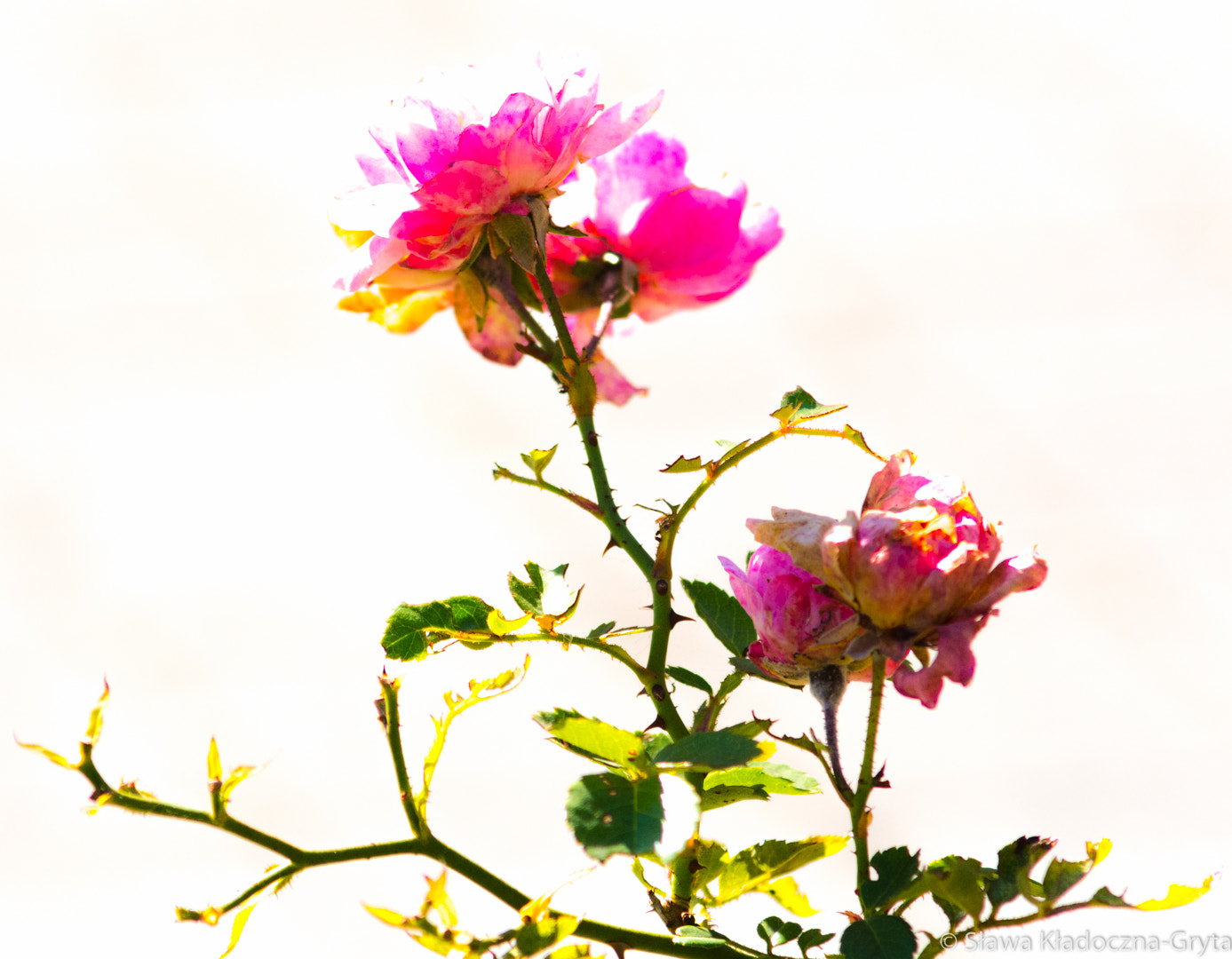 Nikon D7100 + AF Zoom-Nikkor 70-210mm f/4 sample photo. Roses photography