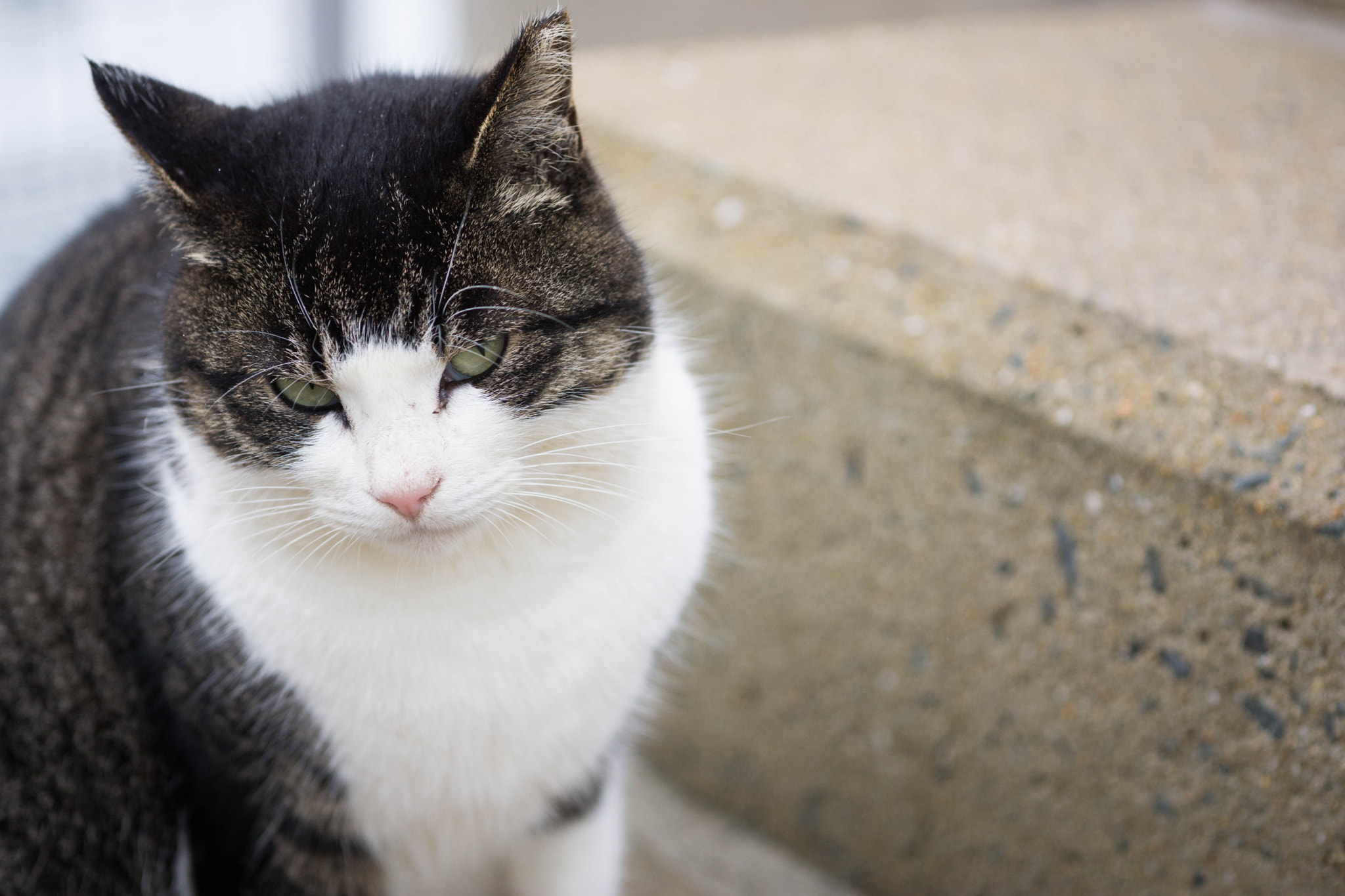 Sony Alpha NEX-7 + E 60mm F2.8 sample photo. A cat at ainoshima island photography