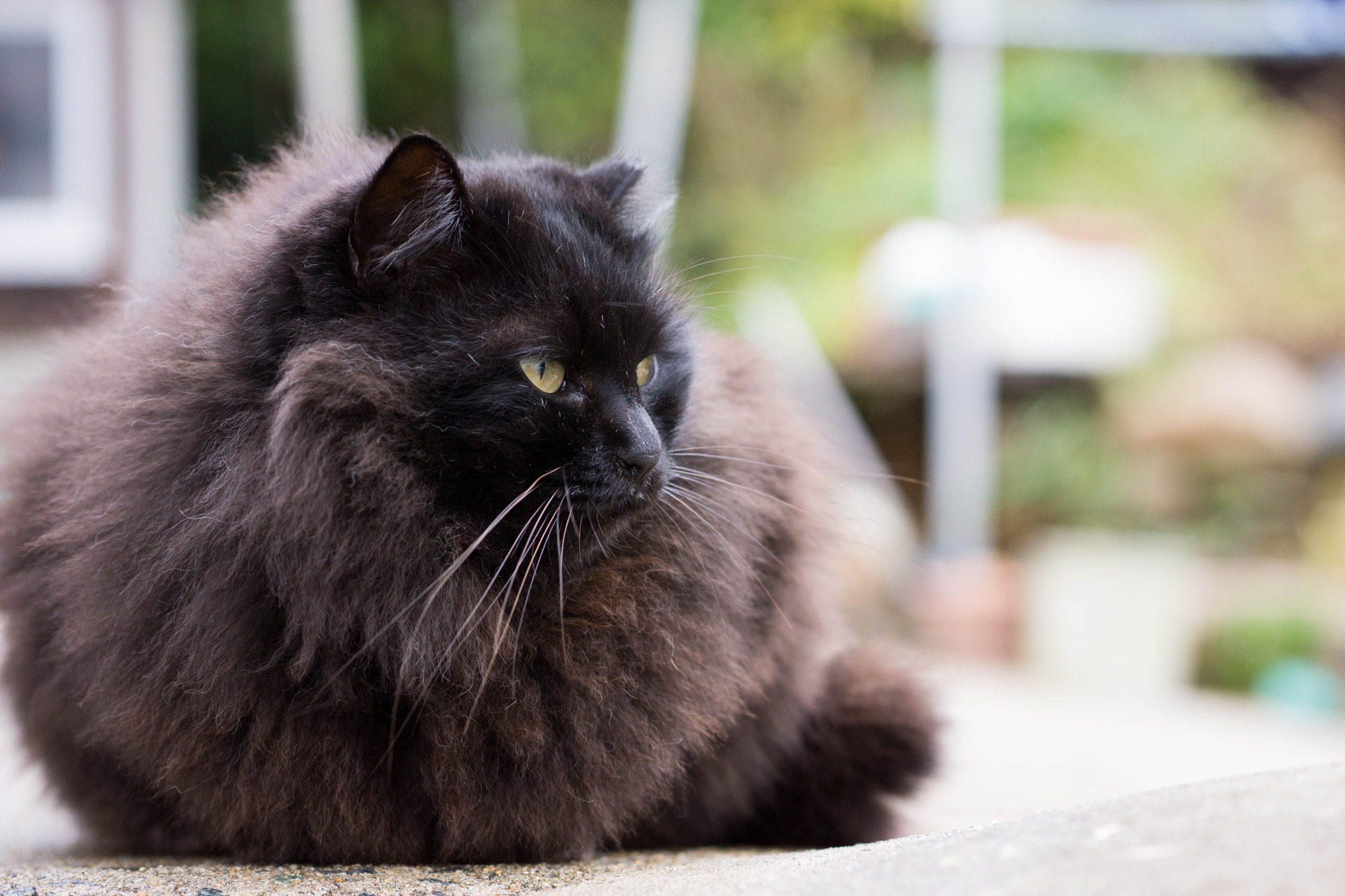 Sony Alpha NEX-7 + E 60mm F2.8 sample photo. A cat at ainoshima island photography