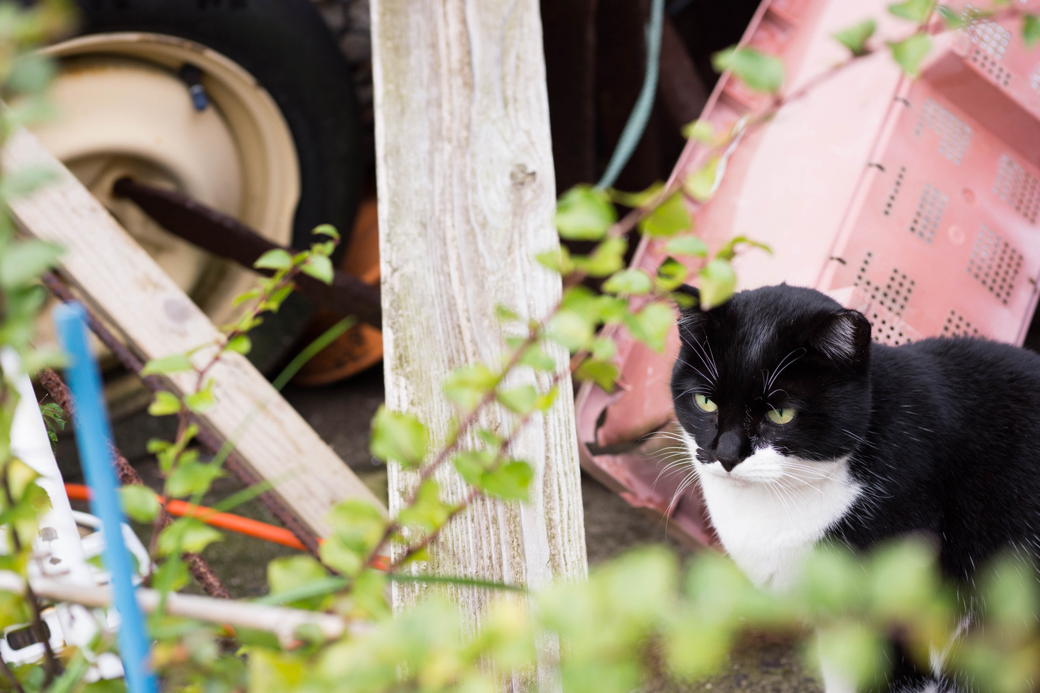 Sony Alpha NEX-7 + E 60mm F2.8 sample photo. A cat at ainoshima island photography