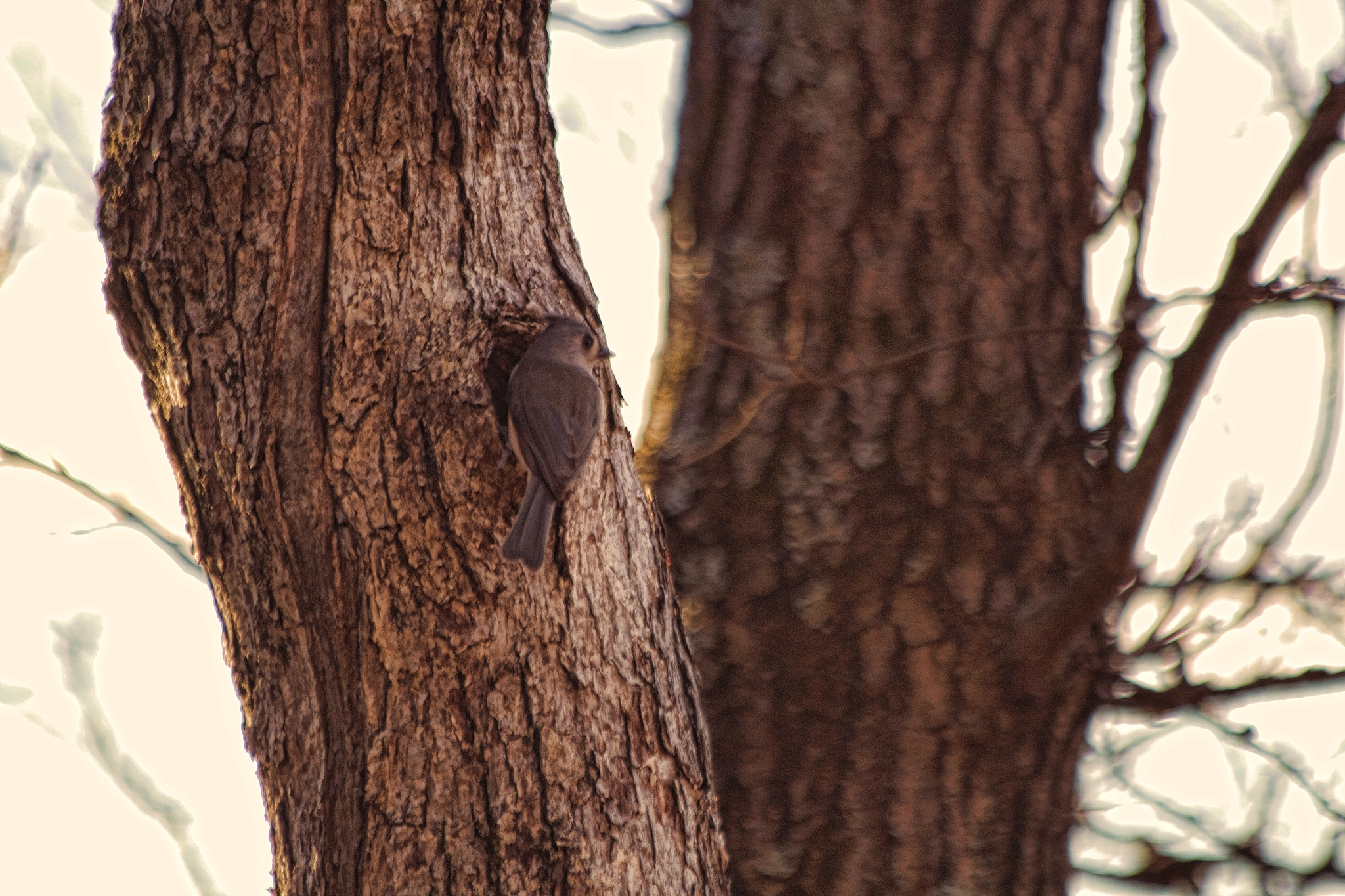 Canon EF 70-300mm F4-5.6 IS USM sample photo. Nest photography