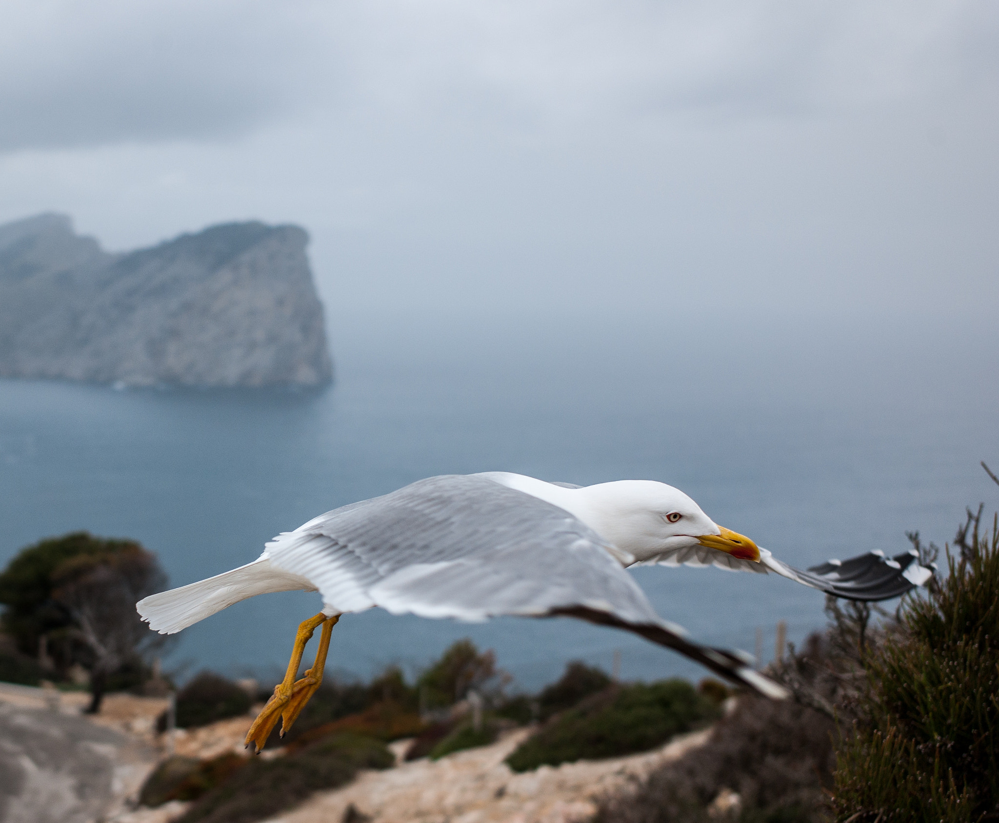Leica Elmarit-M 28mm F2.8 ASPH sample photo. Mallorca bird photography