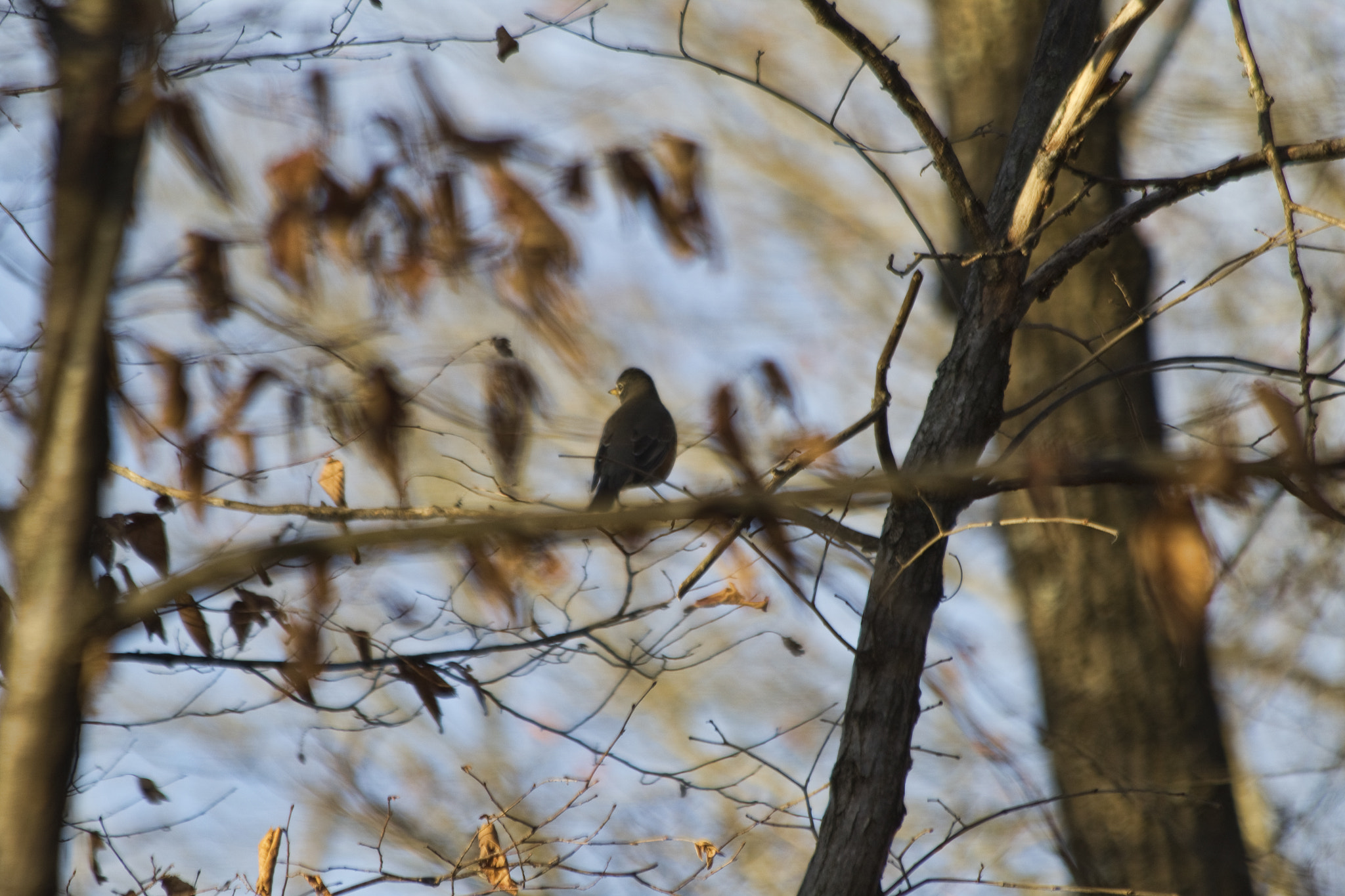 Canon EF 70-300mm F4-5.6 IS USM sample photo. Out on a limb photography