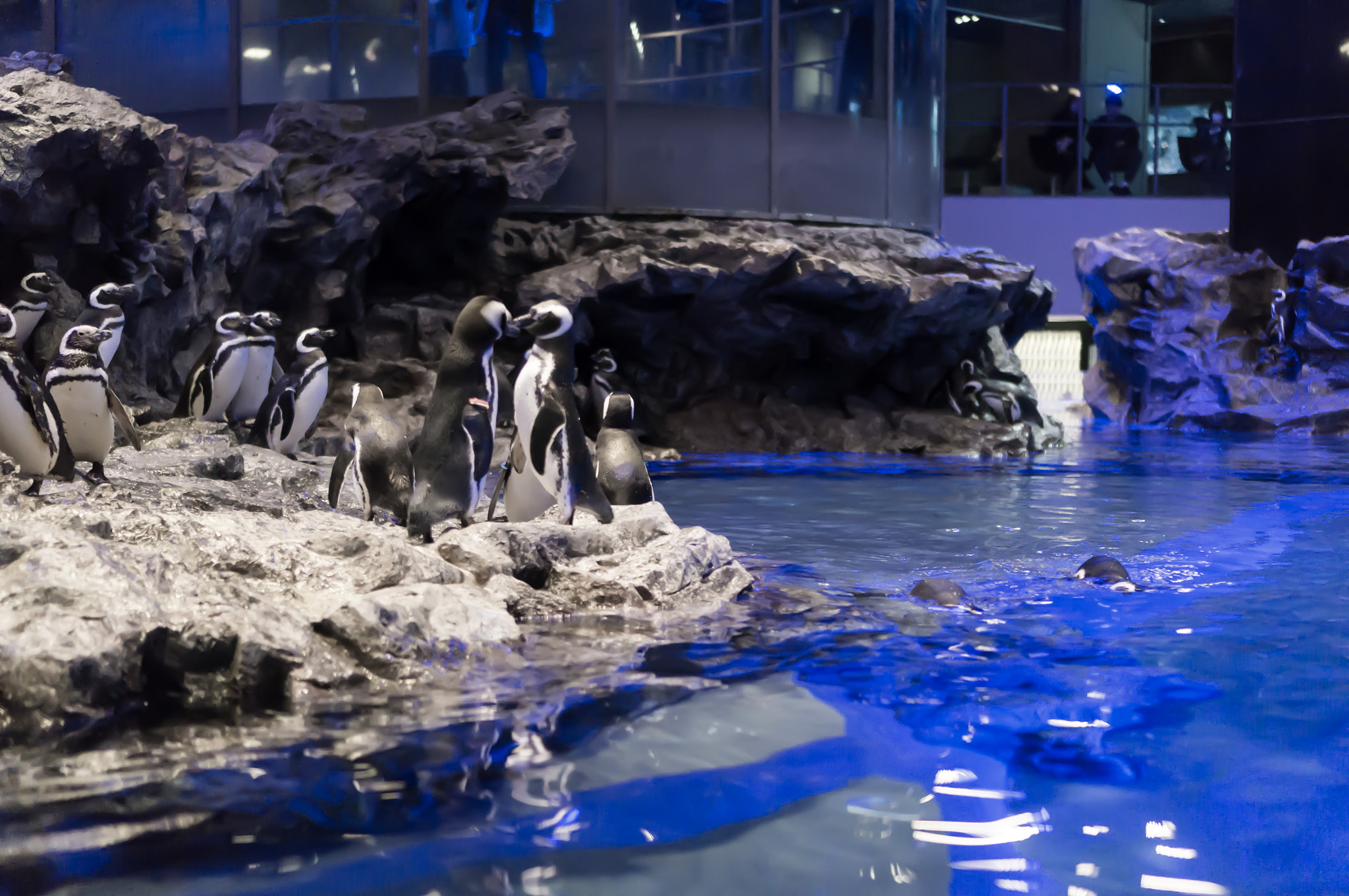 Sony Alpha NEX-5R + Sony E 35mm F1.8 OSS sample photo. Penguin photography