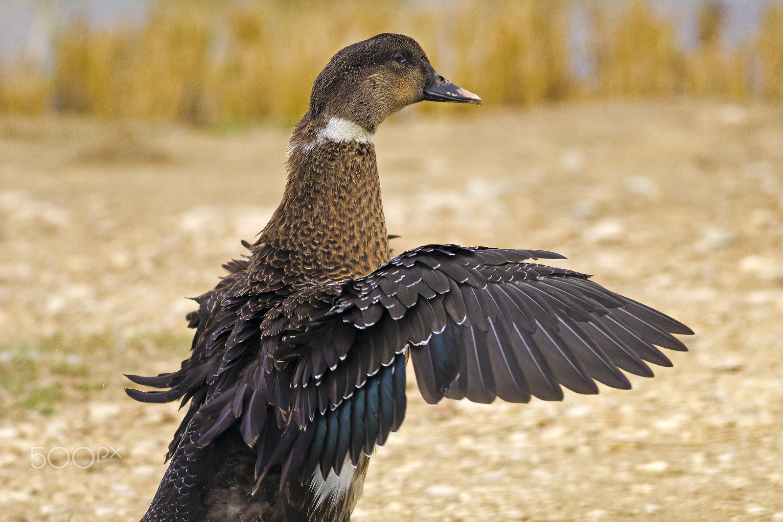 Canon EOS 600D (Rebel EOS T3i / EOS Kiss X5) + Canon EF 400mm F5.6L USM sample photo. Kachna delta ebre photography