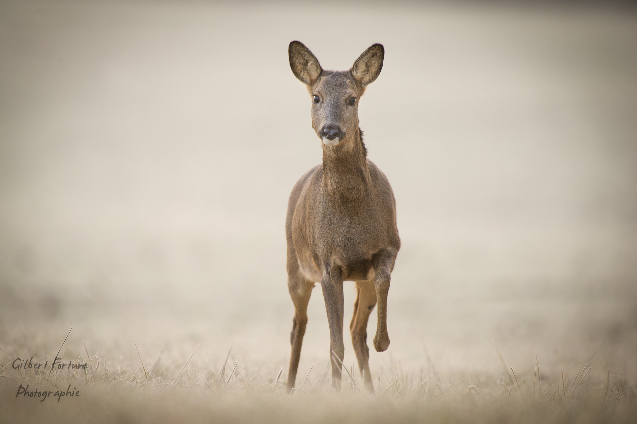 Nikon AF-S Nikkor 300mm F2.8G ED VR II sample photo. Eyes in eyes photography