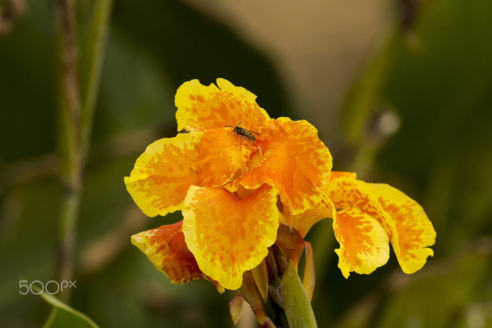 Canon EOS 600D (Rebel EOS T3i / EOS Kiss X5) + Canon EF 400mm F5.6L USM sample photo. Kosatec delte ebre photography