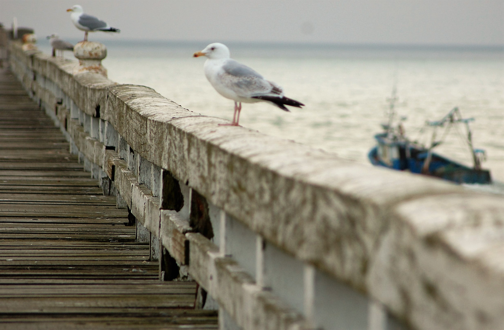 Nikon D50 + Sigma 70-300mm F4-5.6 APO Macro Super II sample photo. Seagulls photography