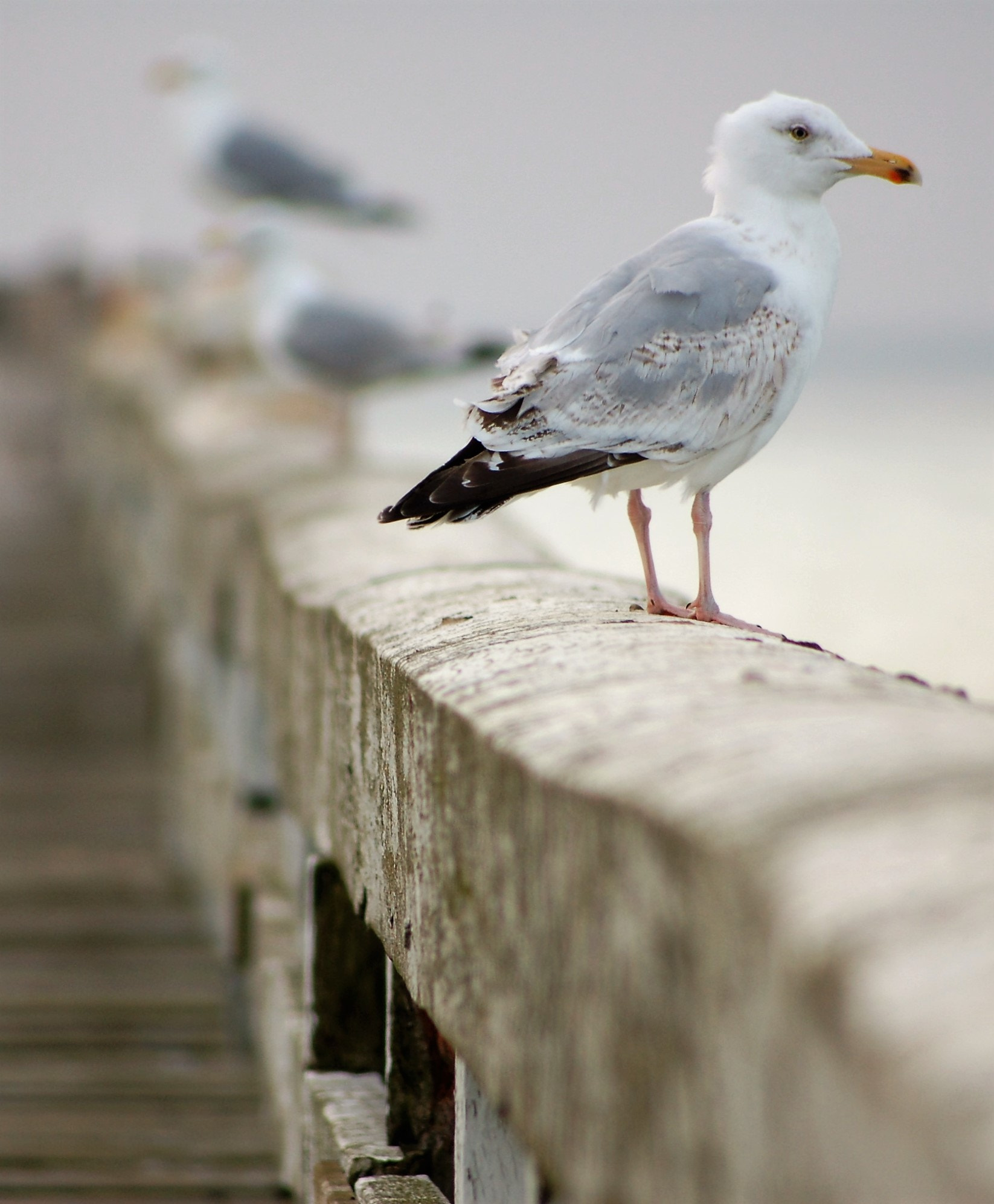 Nikon D50 + Sigma 70-300mm F4-5.6 APO Macro Super II sample photo. Seagull photography