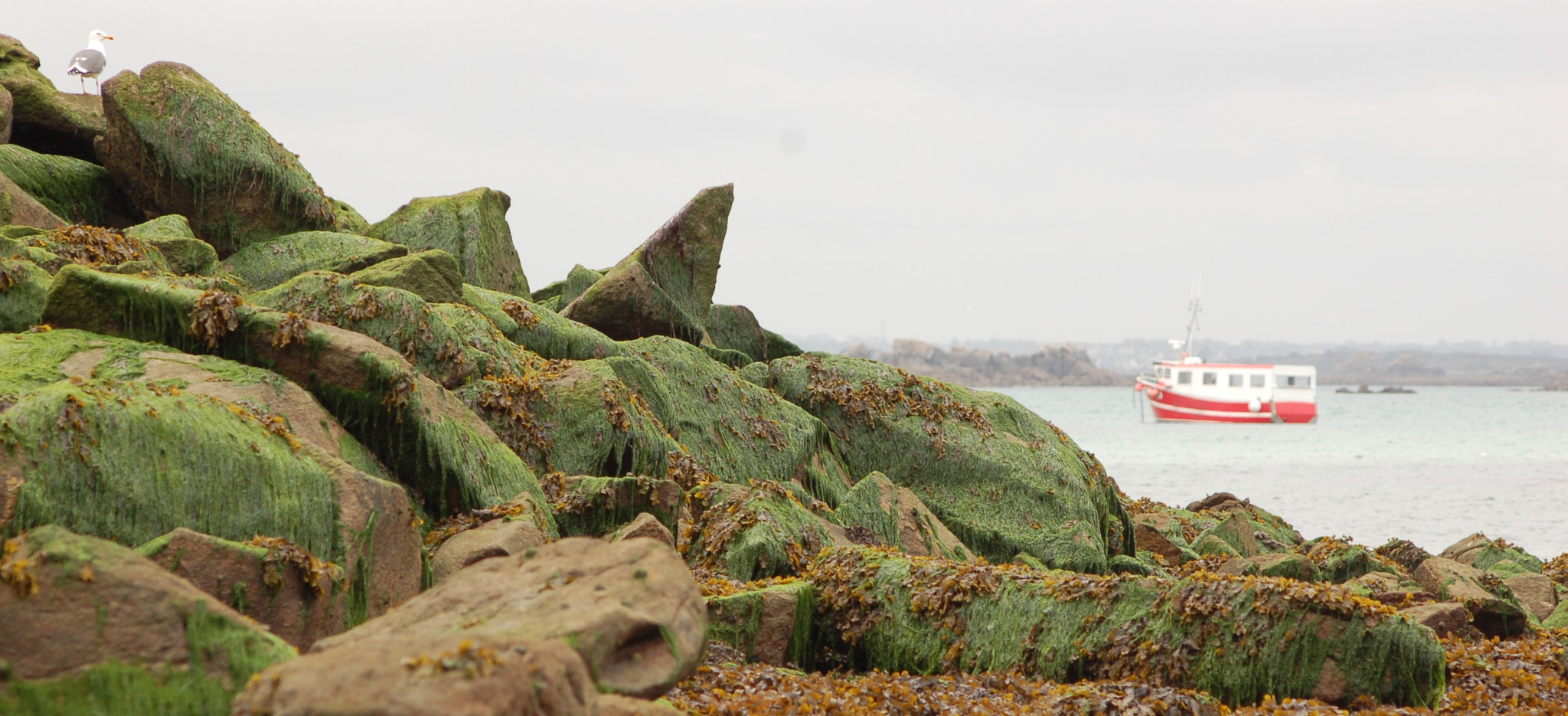 Nikon D50 + Sigma 70-300mm F4-5.6 APO Macro Super II sample photo. Bretagne photography