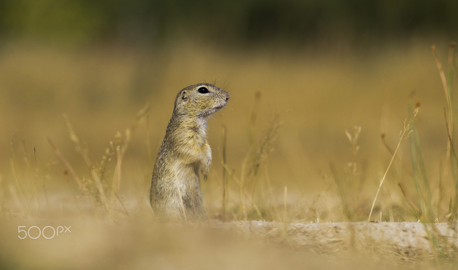 Canon EOS 600D (Rebel EOS T3i / EOS Kiss X5) + Canon EF 400mm F5.6L USM sample photo. Sysel obecný photography